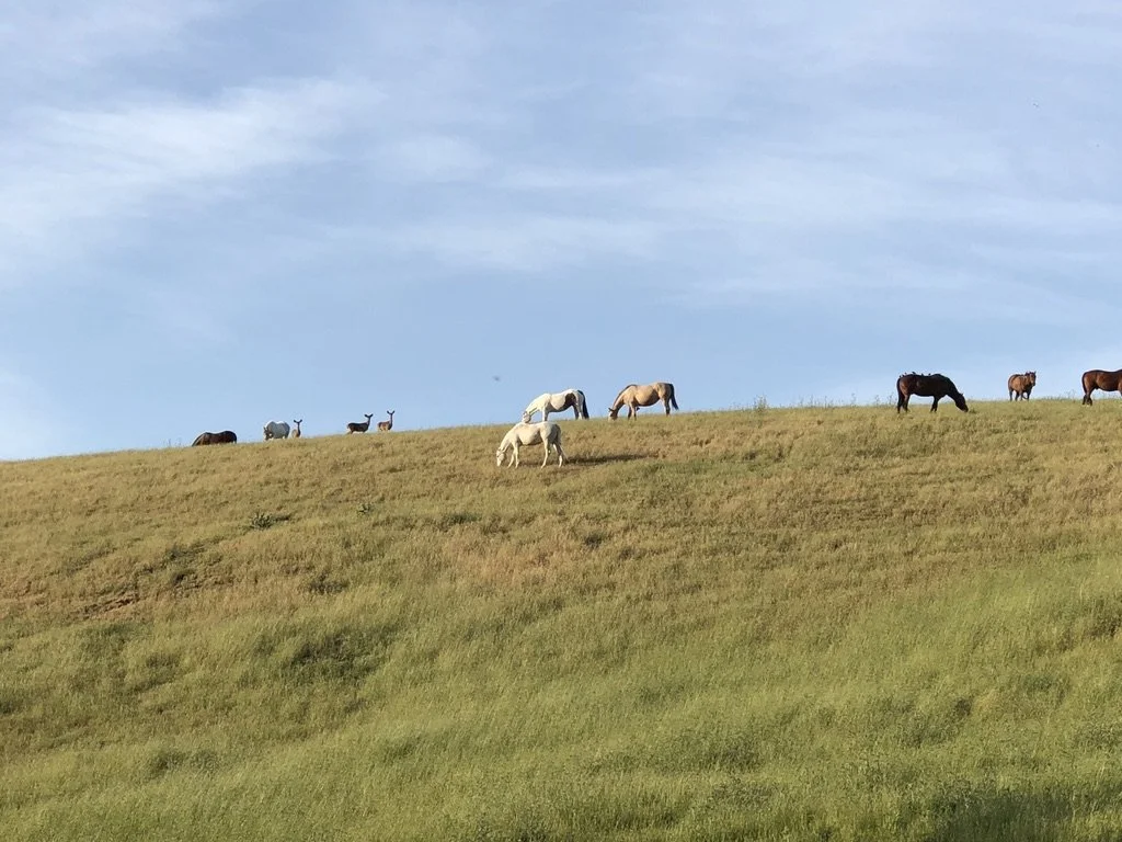 Feeding Pasture