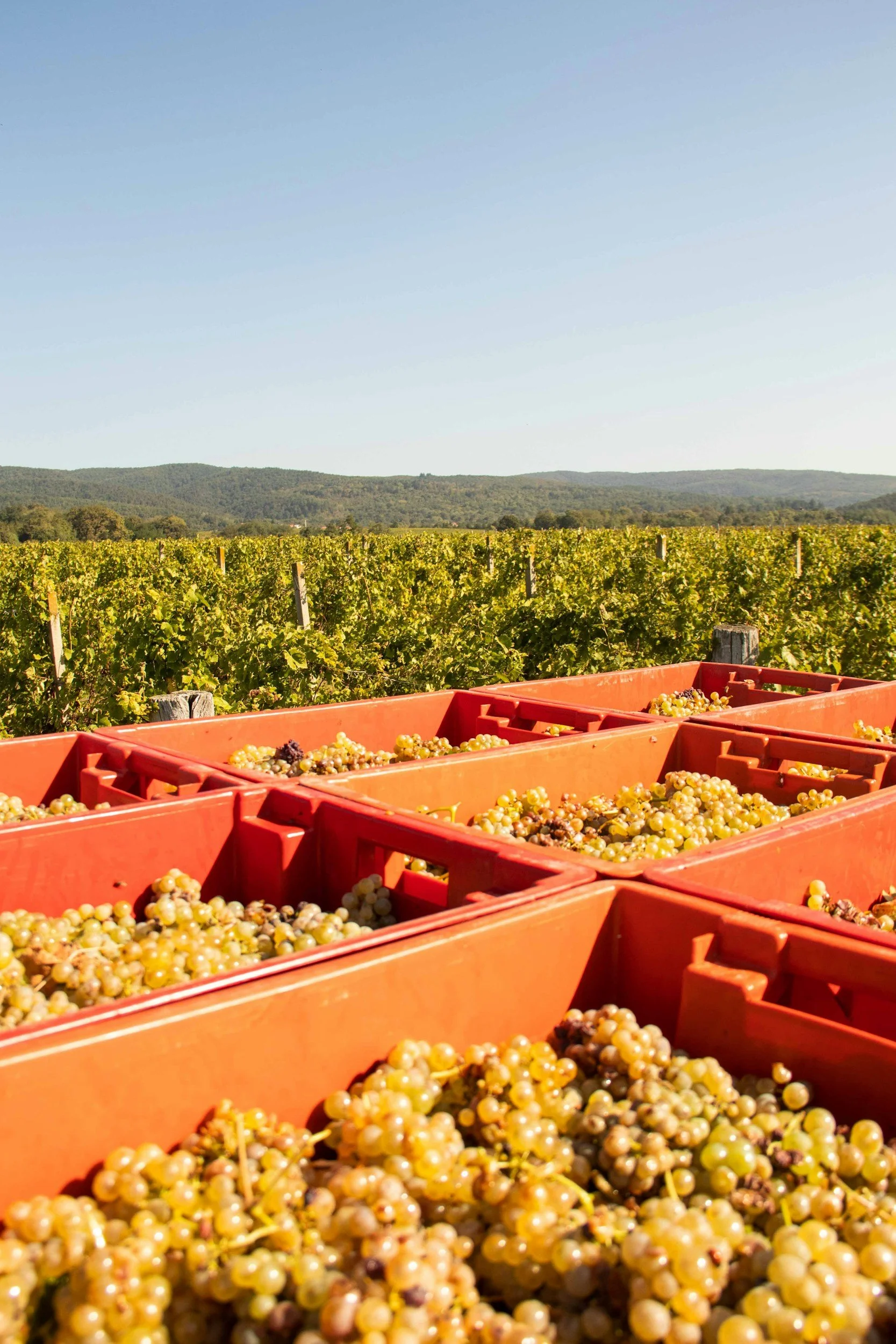 crates of green grapes in a vineyard