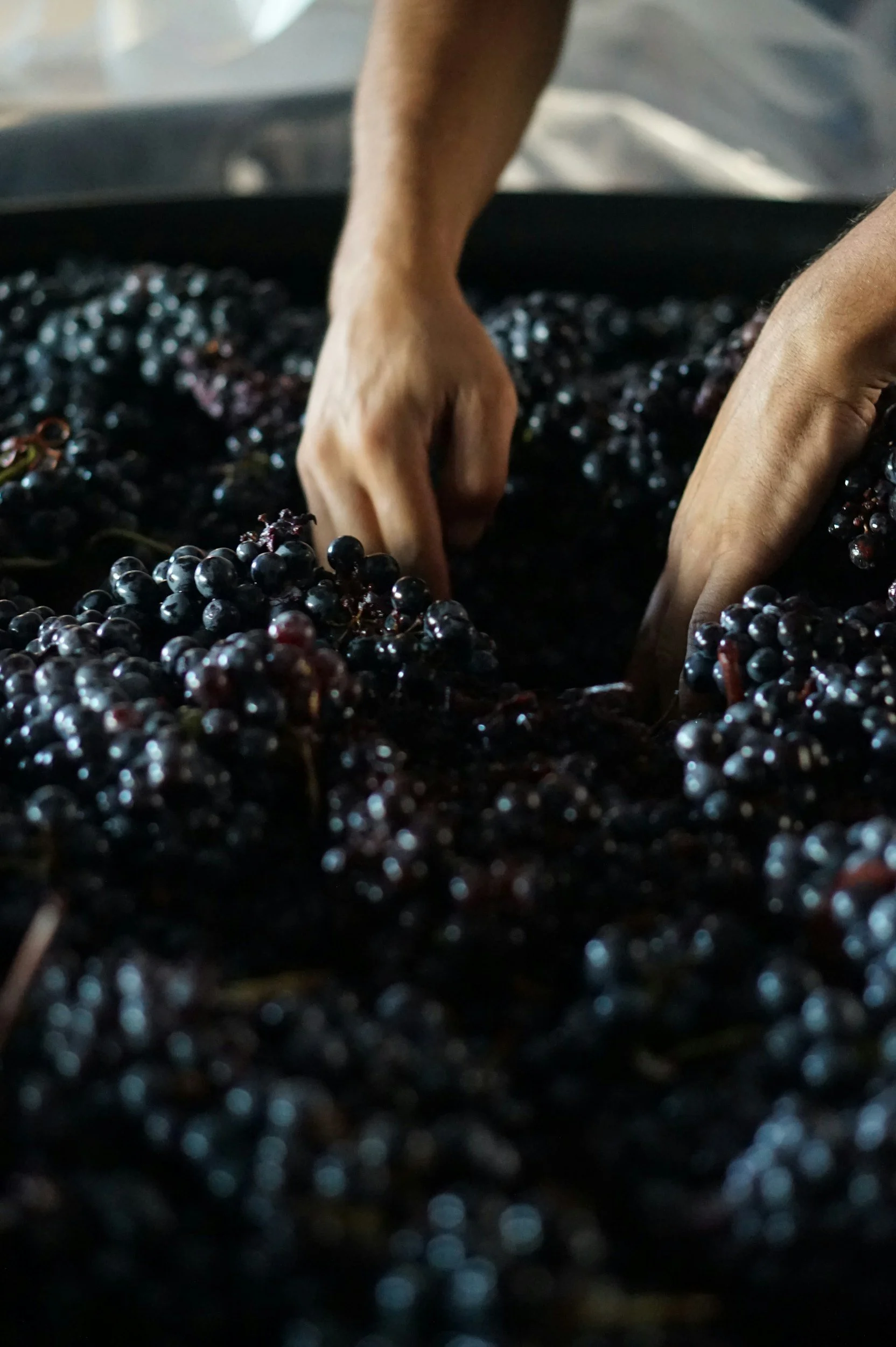 hands in black grapes