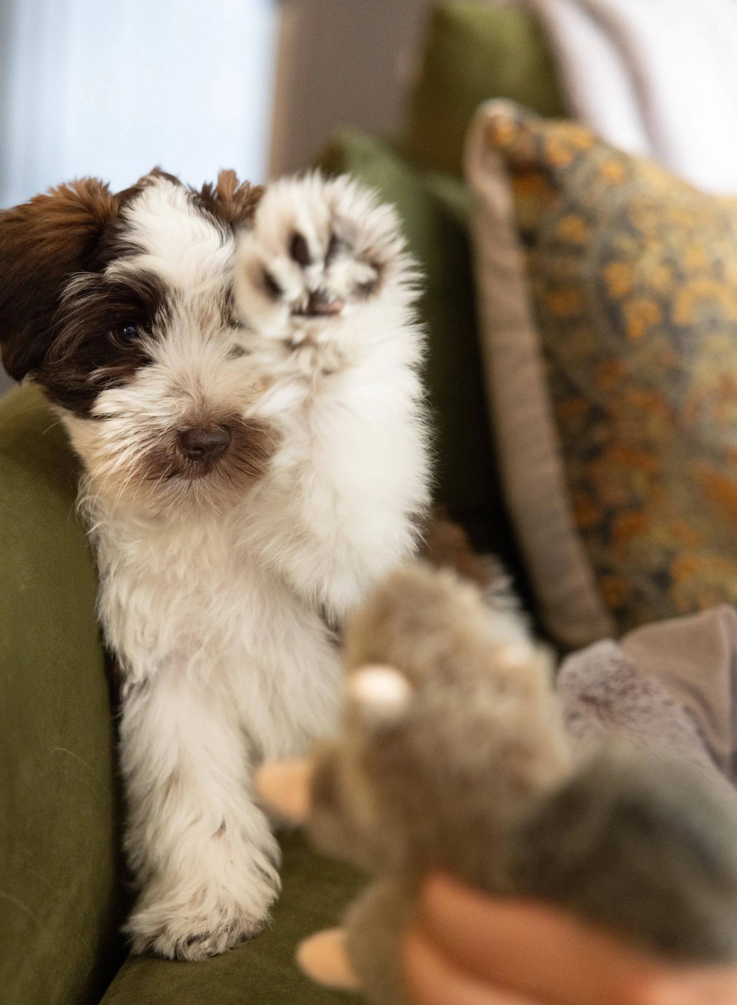 A fluffy puppy with a brown and white coat lying on a green sofa, facing a plush toy held by a person.