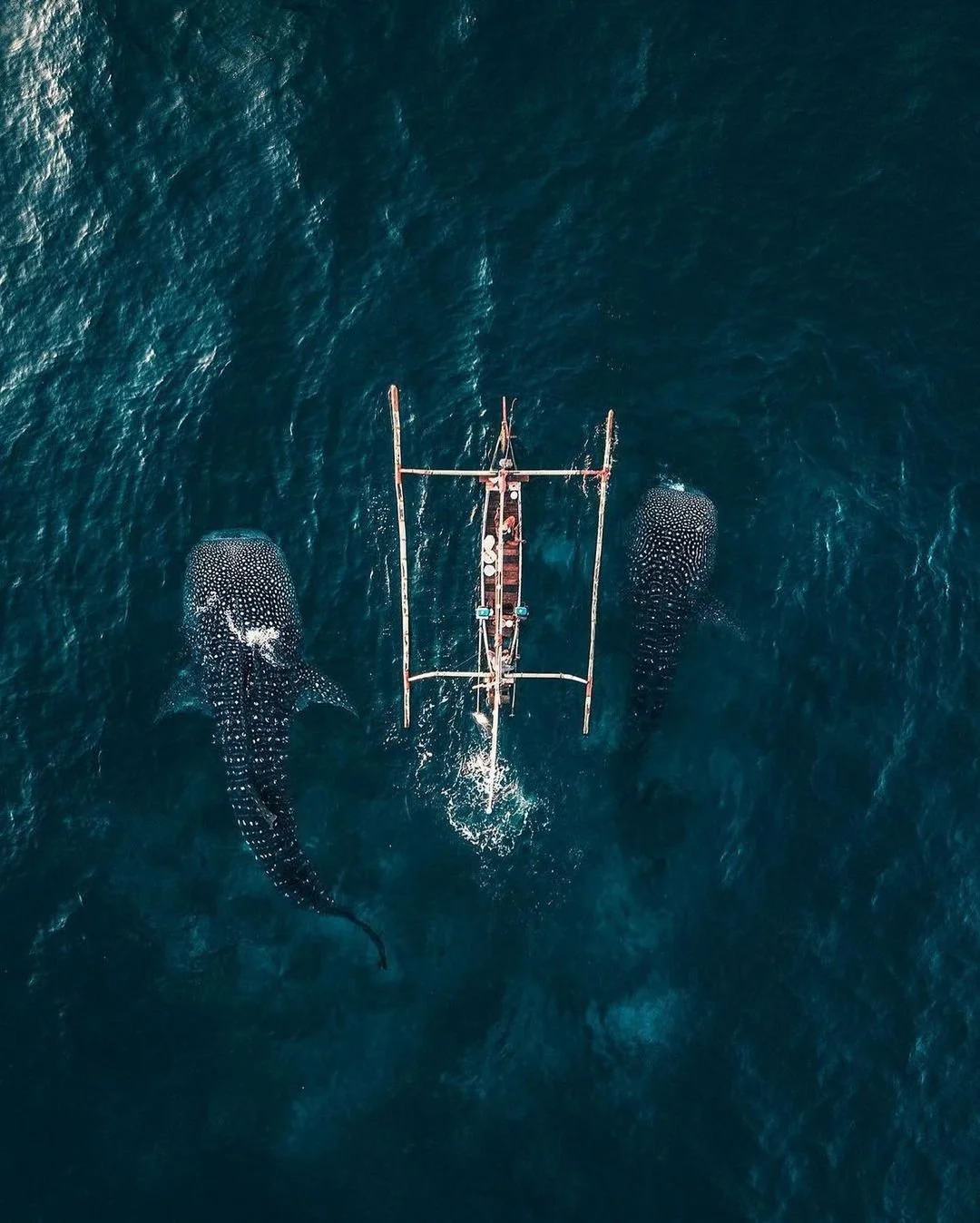 Bumi showcase a stunning aerial view of a whale shark swimming gracefully in crystal-clear turquoise waters, surrounding a small fisherman boat.