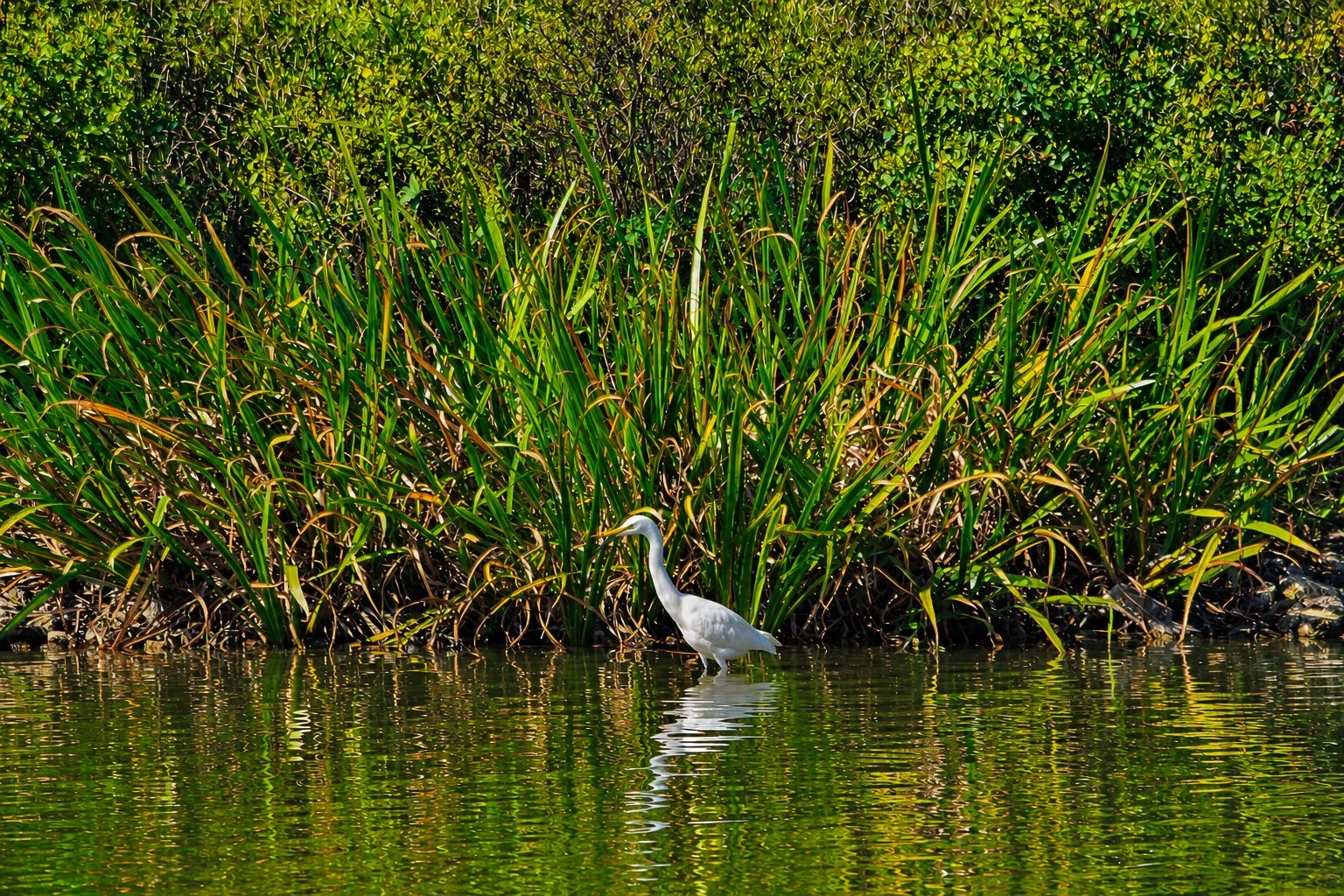 Bird in water.jpg