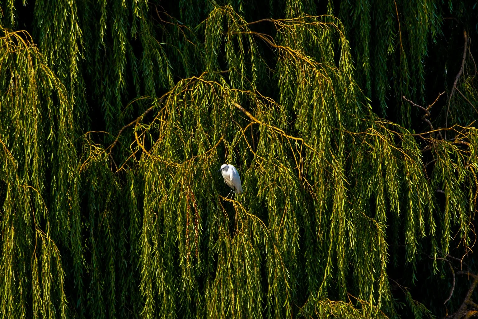 A white bird perched on a branch of a lush green tree with long, hanging leaves.
