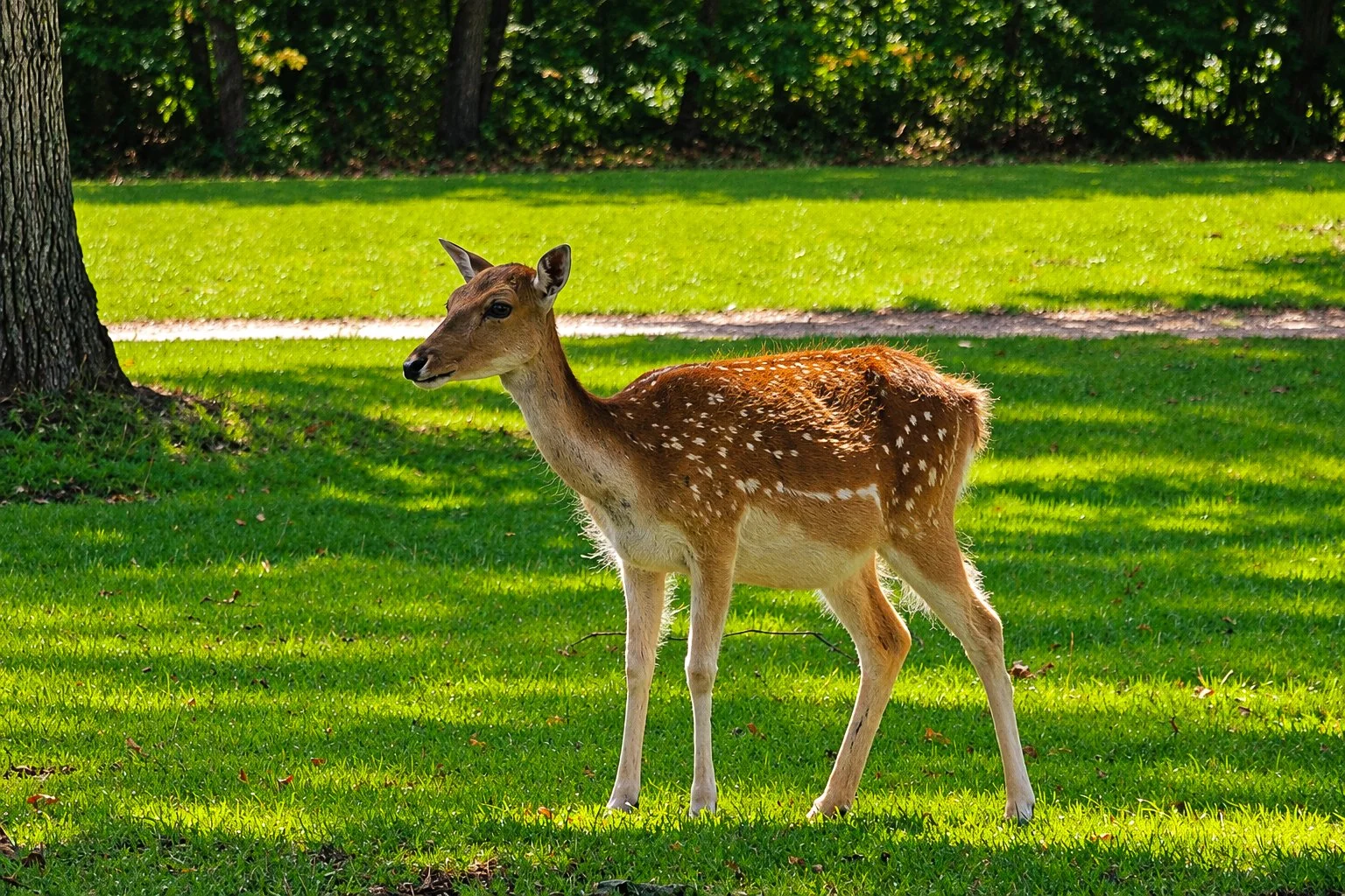 Deer.jpg
