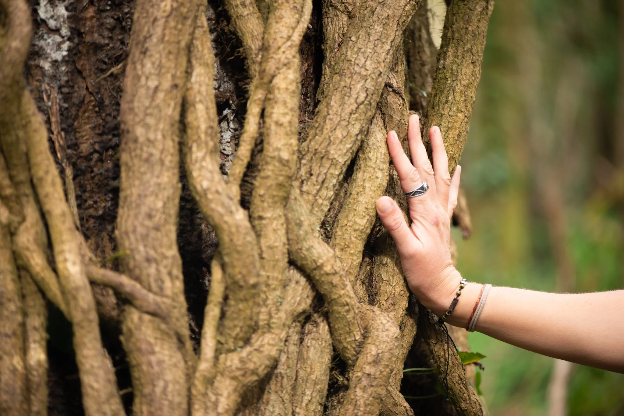 Close-up of a person’s hand touching the textured bark of a tree with multiple intertwining branches, outdoors in a green environment.