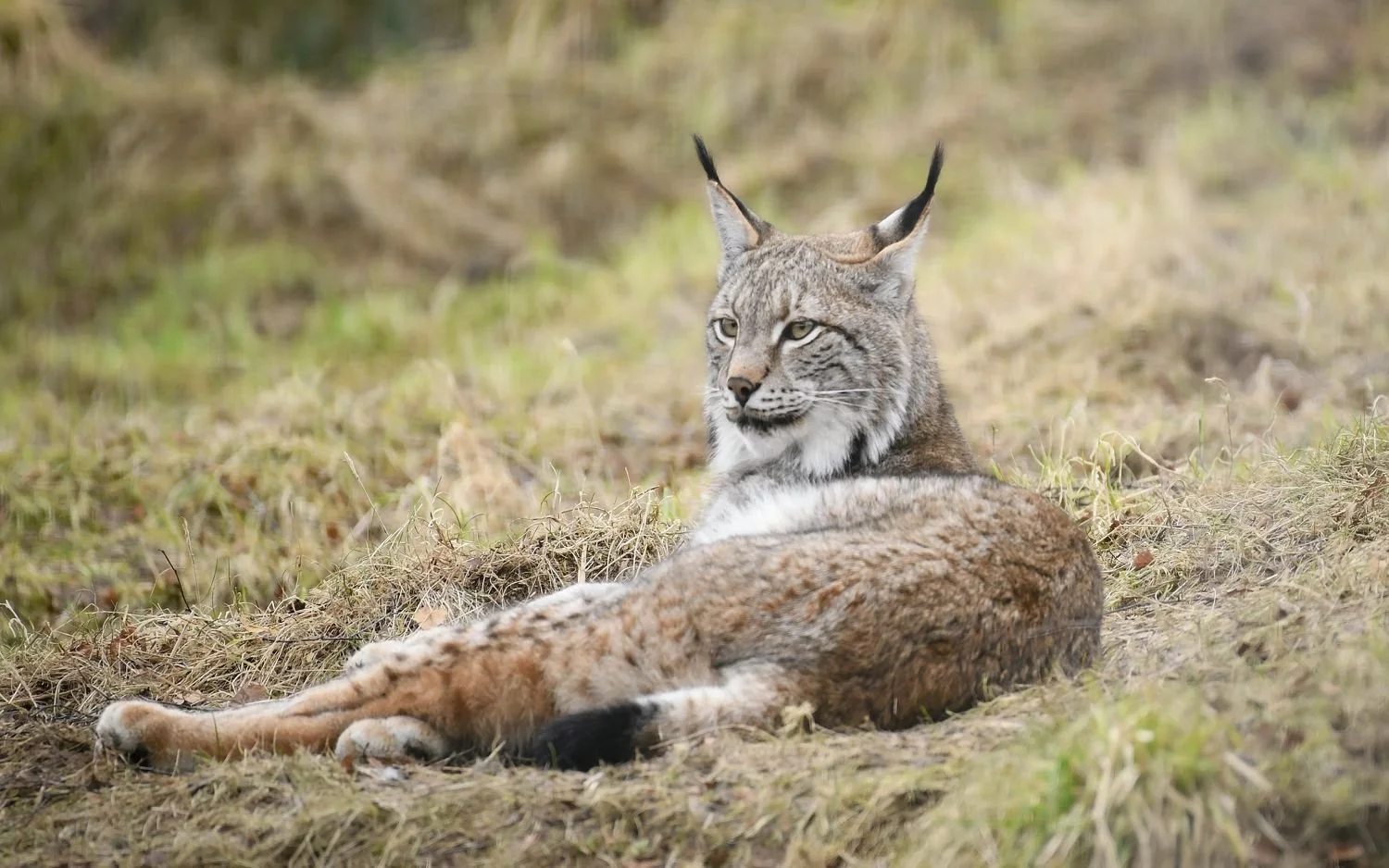 W009 Lynx