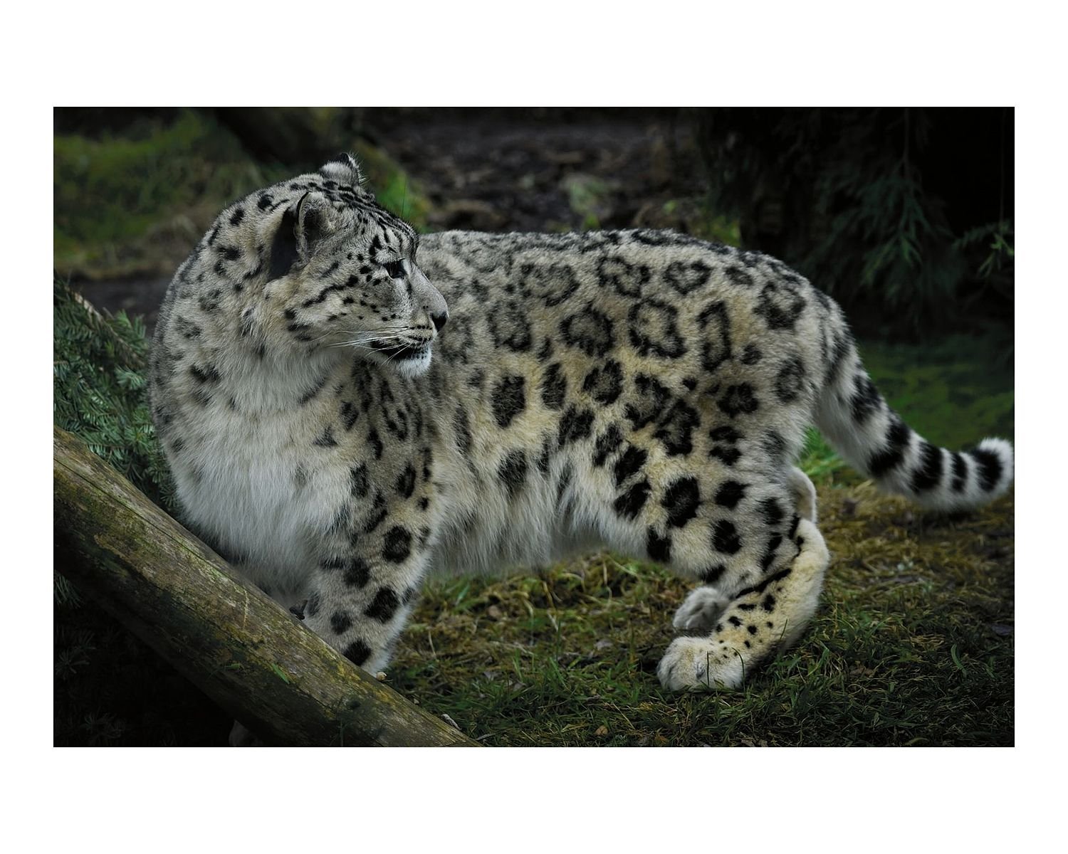 preview_f7501225_05340b77.jpg