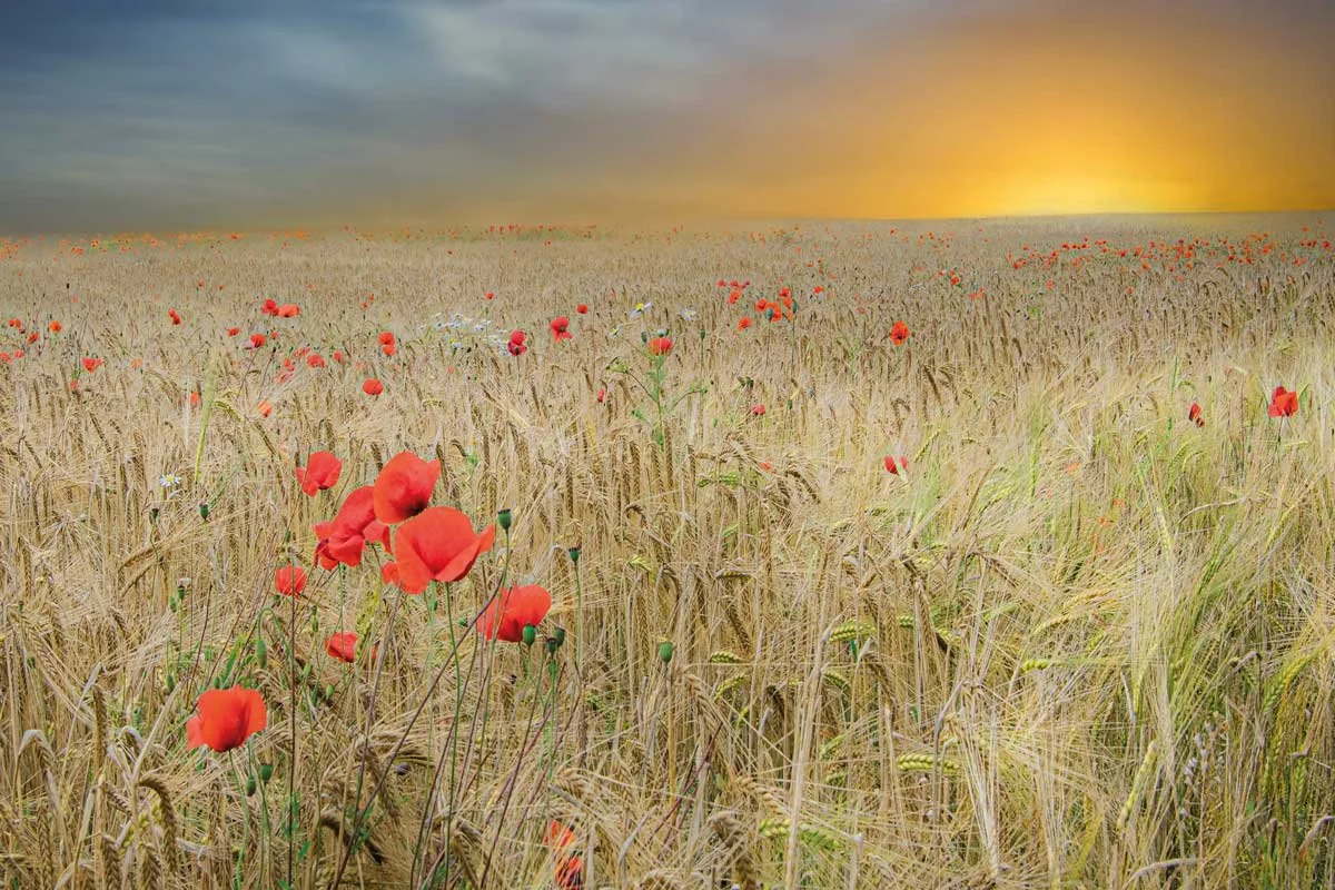 JK033-Poppy-fields-1200x800.jpg