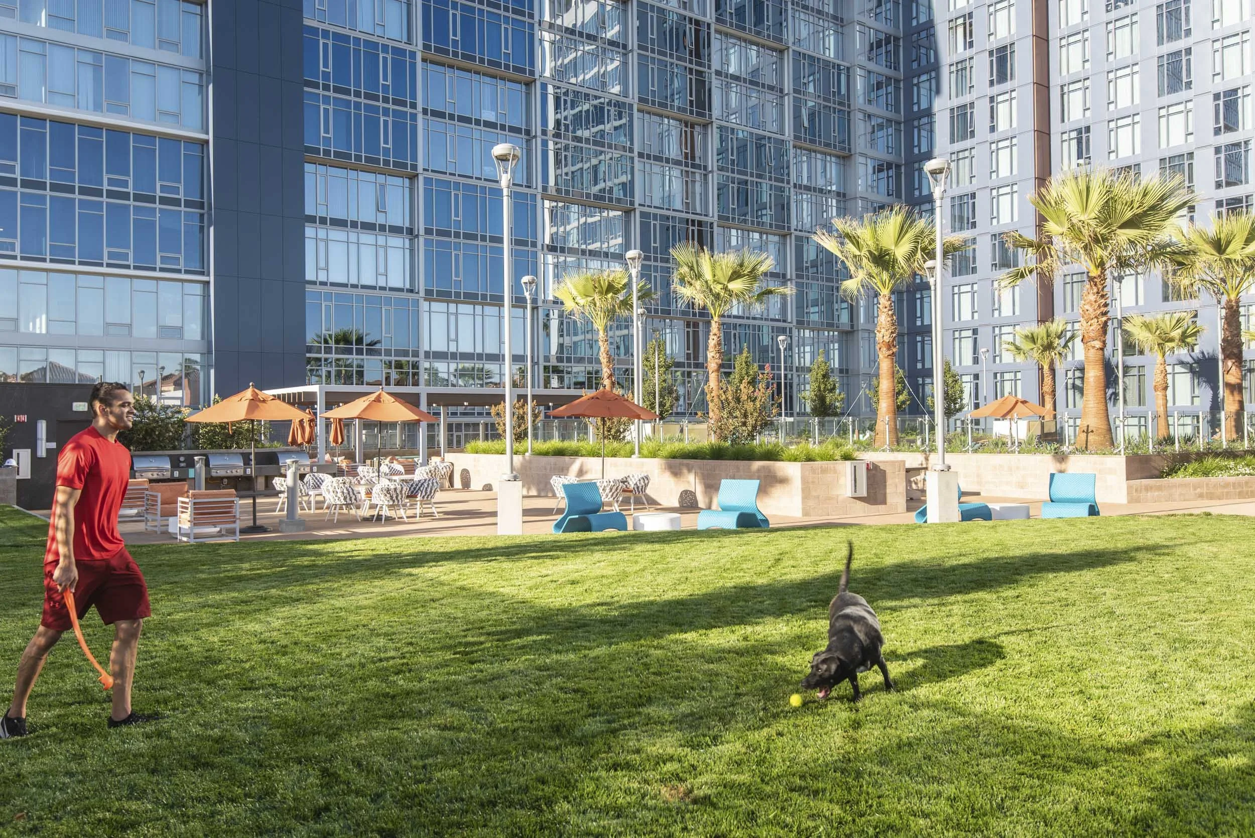 A man in a red shirt and shorts walking two dogs, one black and one gray, on a grassy area in front of a modern glass building. There are orange umbrellas and outdoor seating.