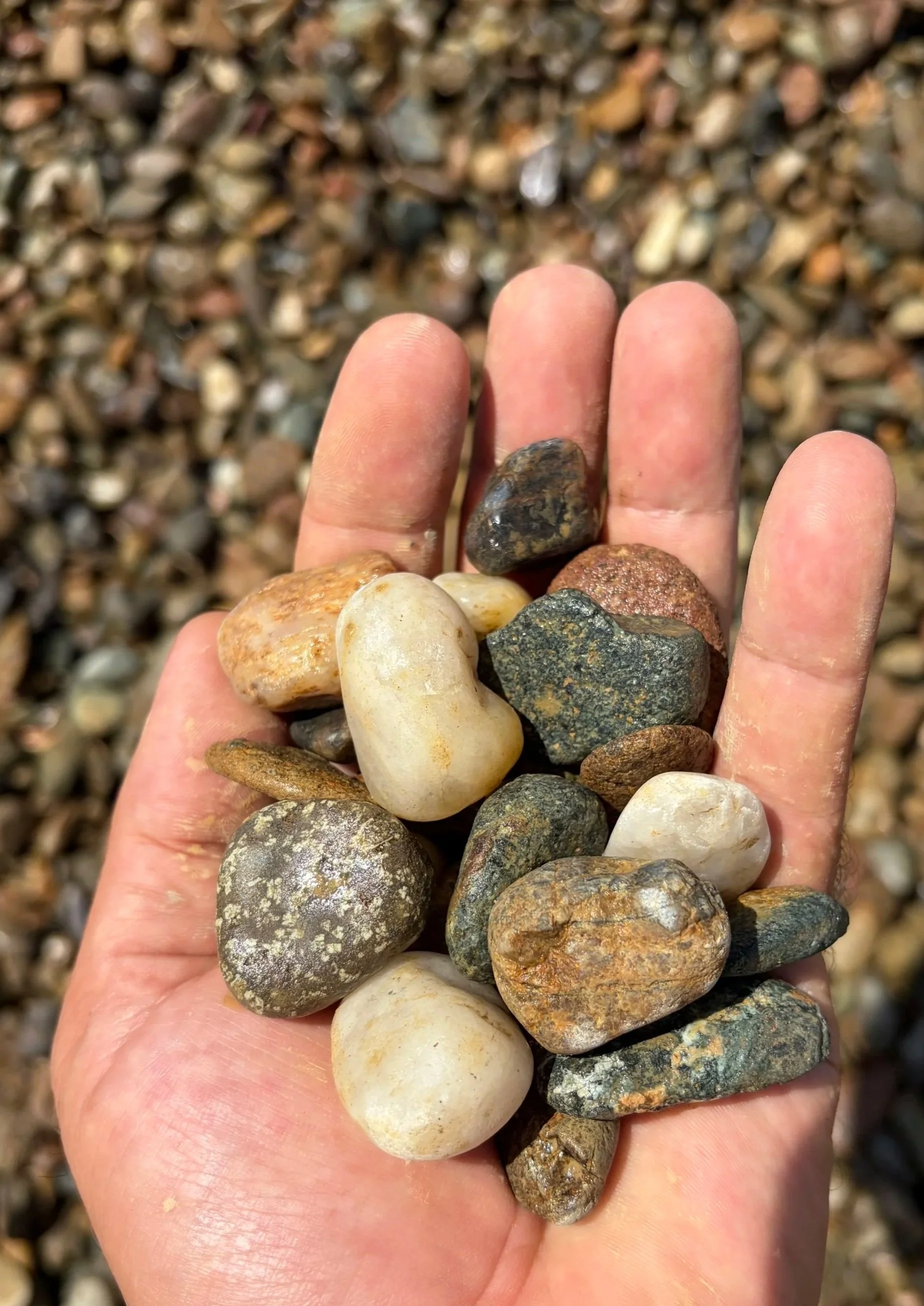 Close-up of a hand holding a collection of small, smooth rocks with a background of many more pebbles.