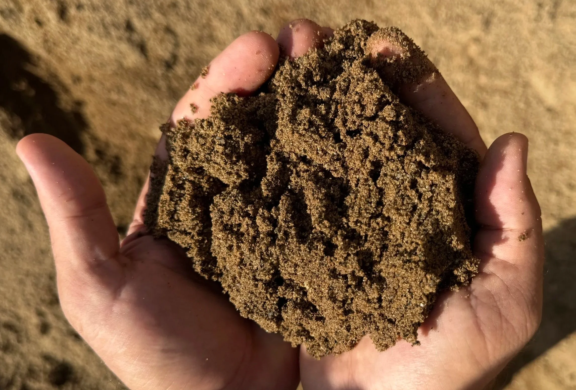 A hand holding a handful of moist sand against a sandy background.