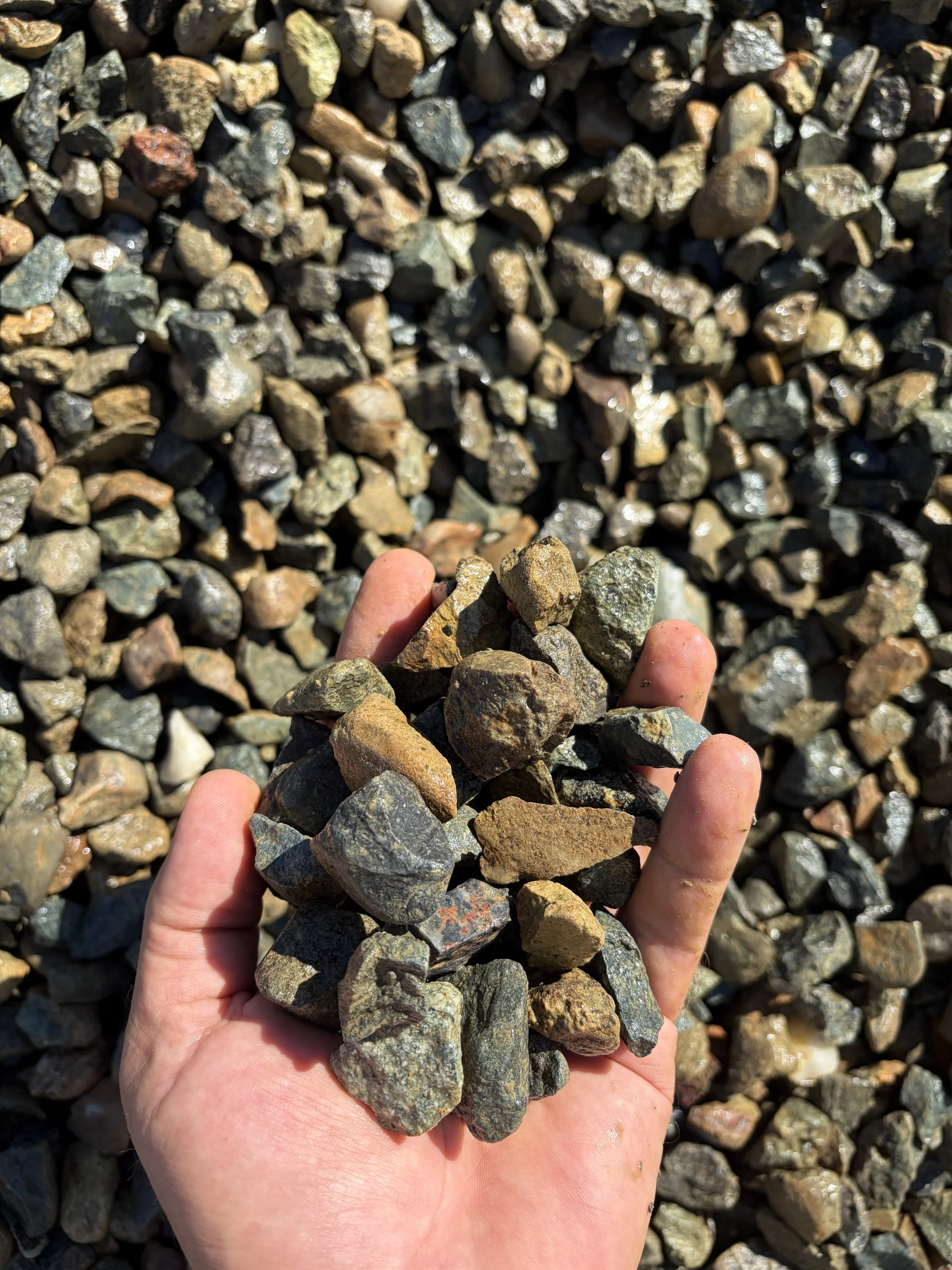 A person holding a large, multicolored rock amongst many smaller rocks outdoors in sunlight.