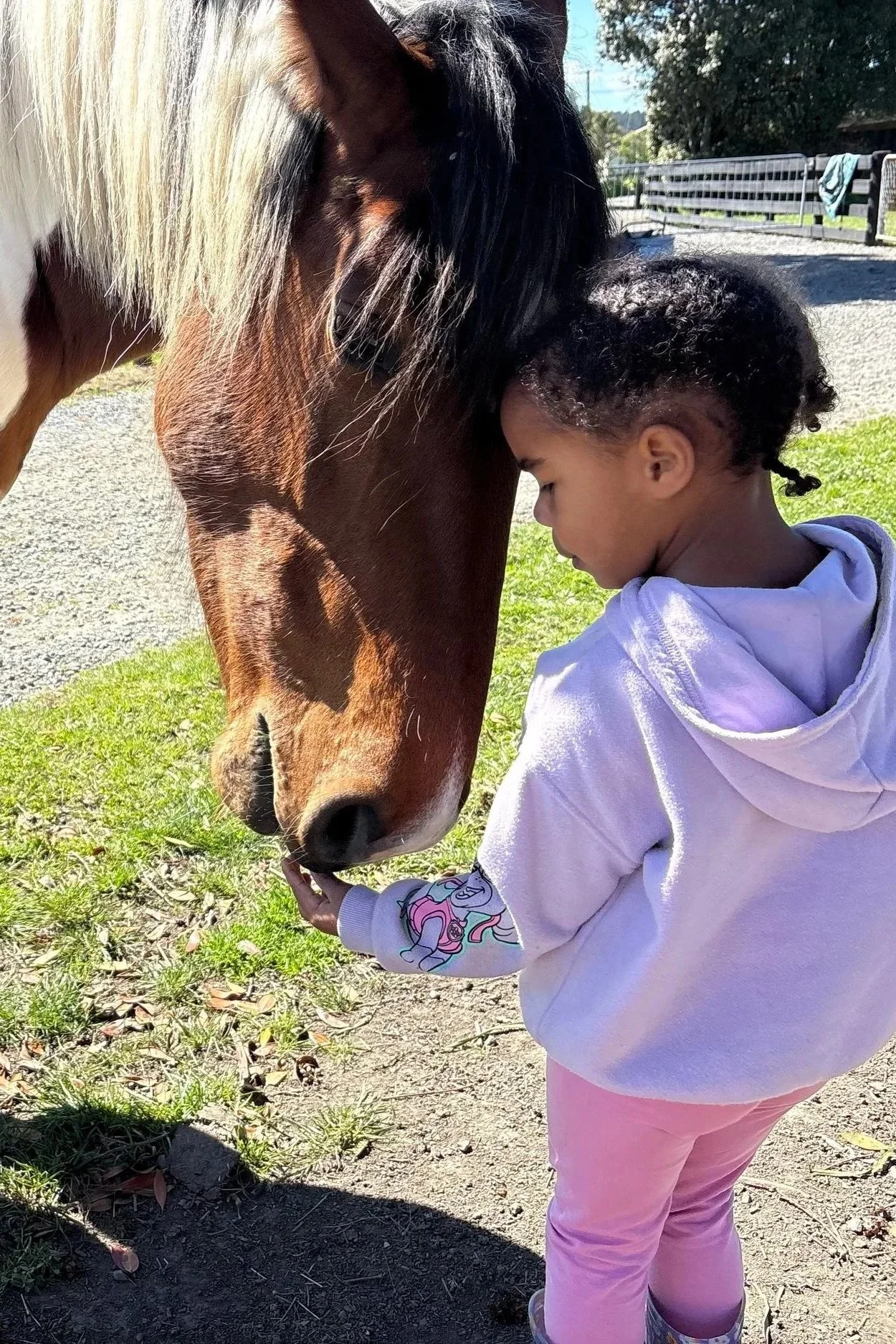 HEAL-Horse-riding-education-all-ages