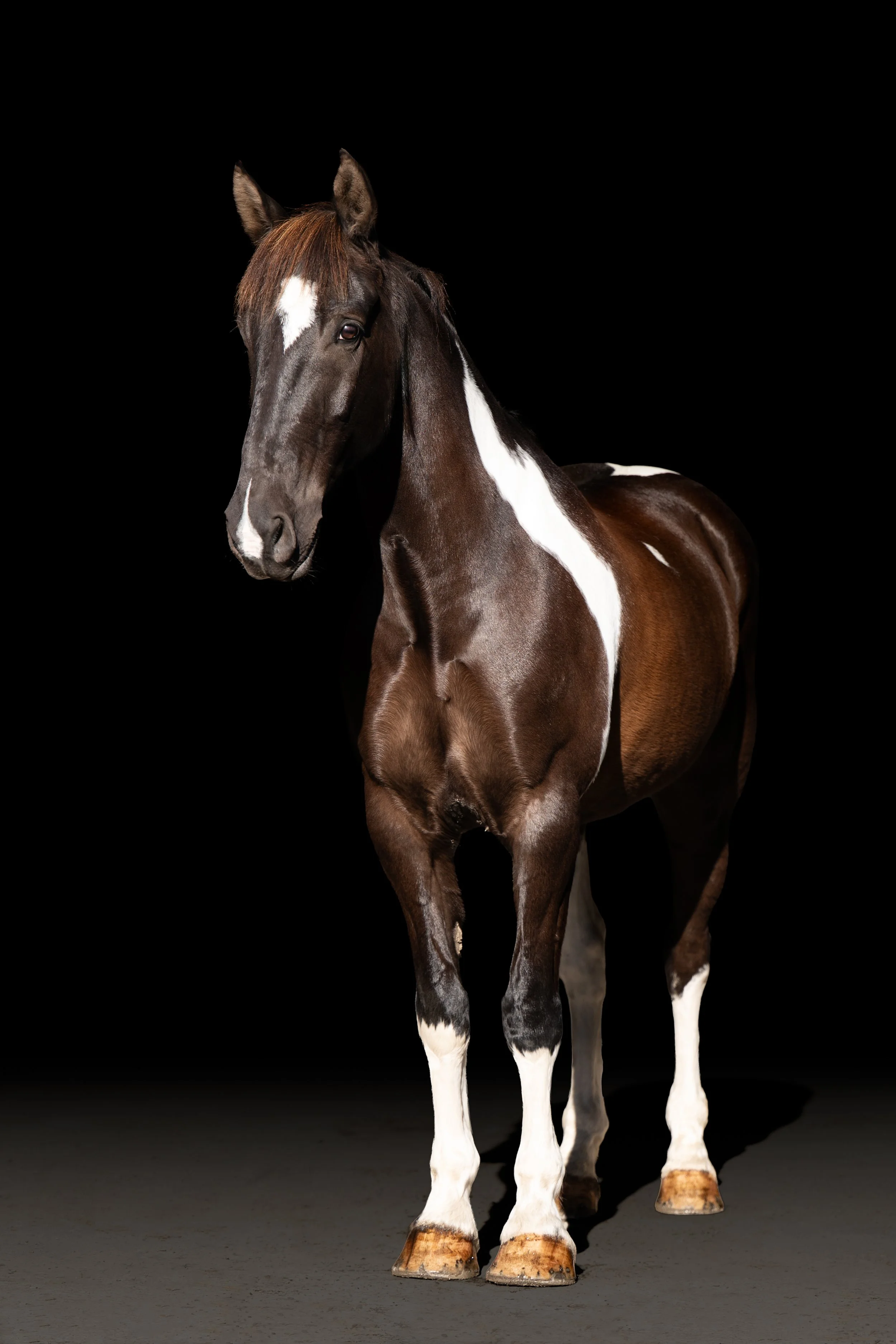 HEAL human equine assisted learning founded in new zealand for our people
