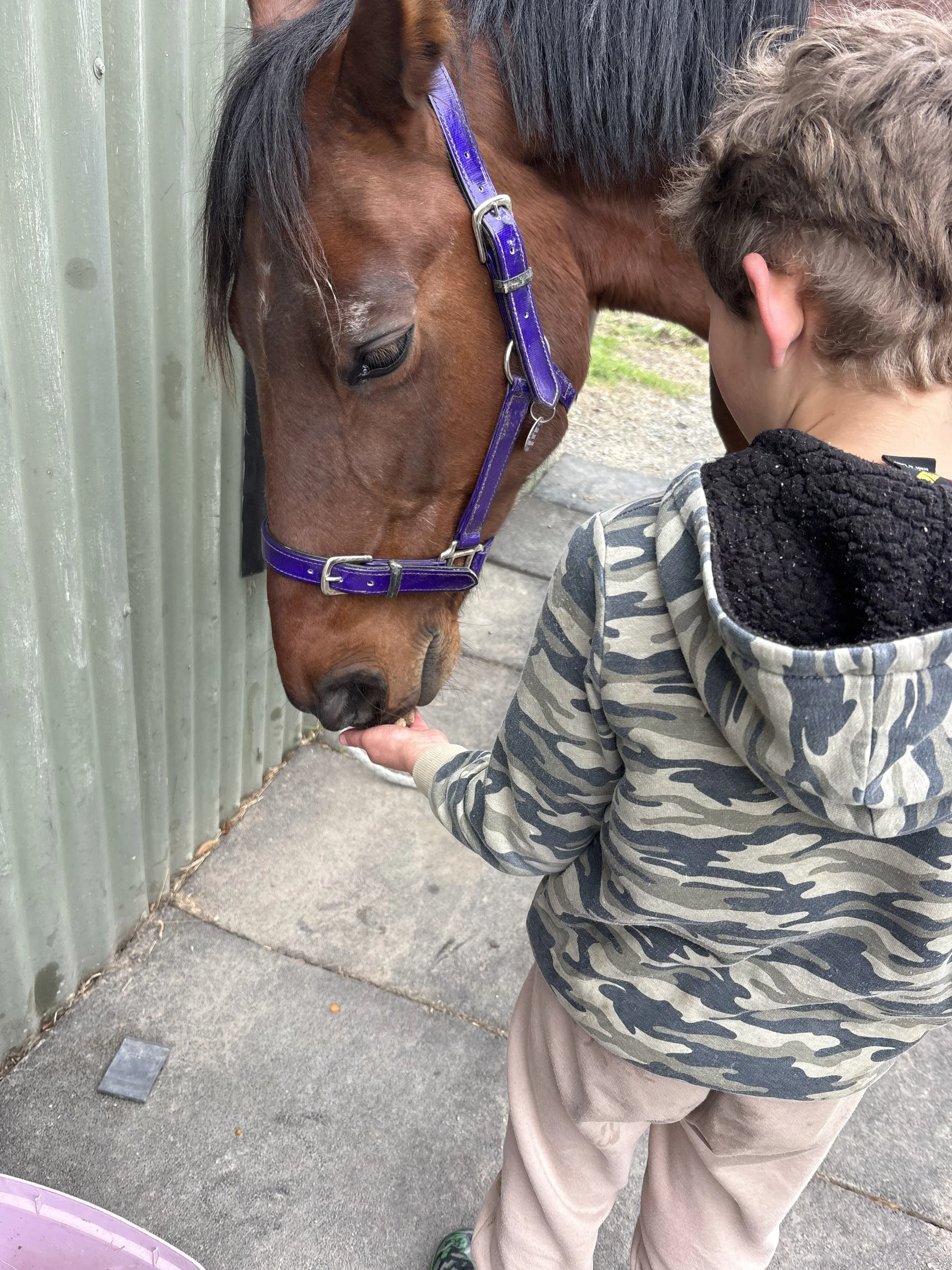 HEAL-adhd-connection-autisitc-horse-therapy-education