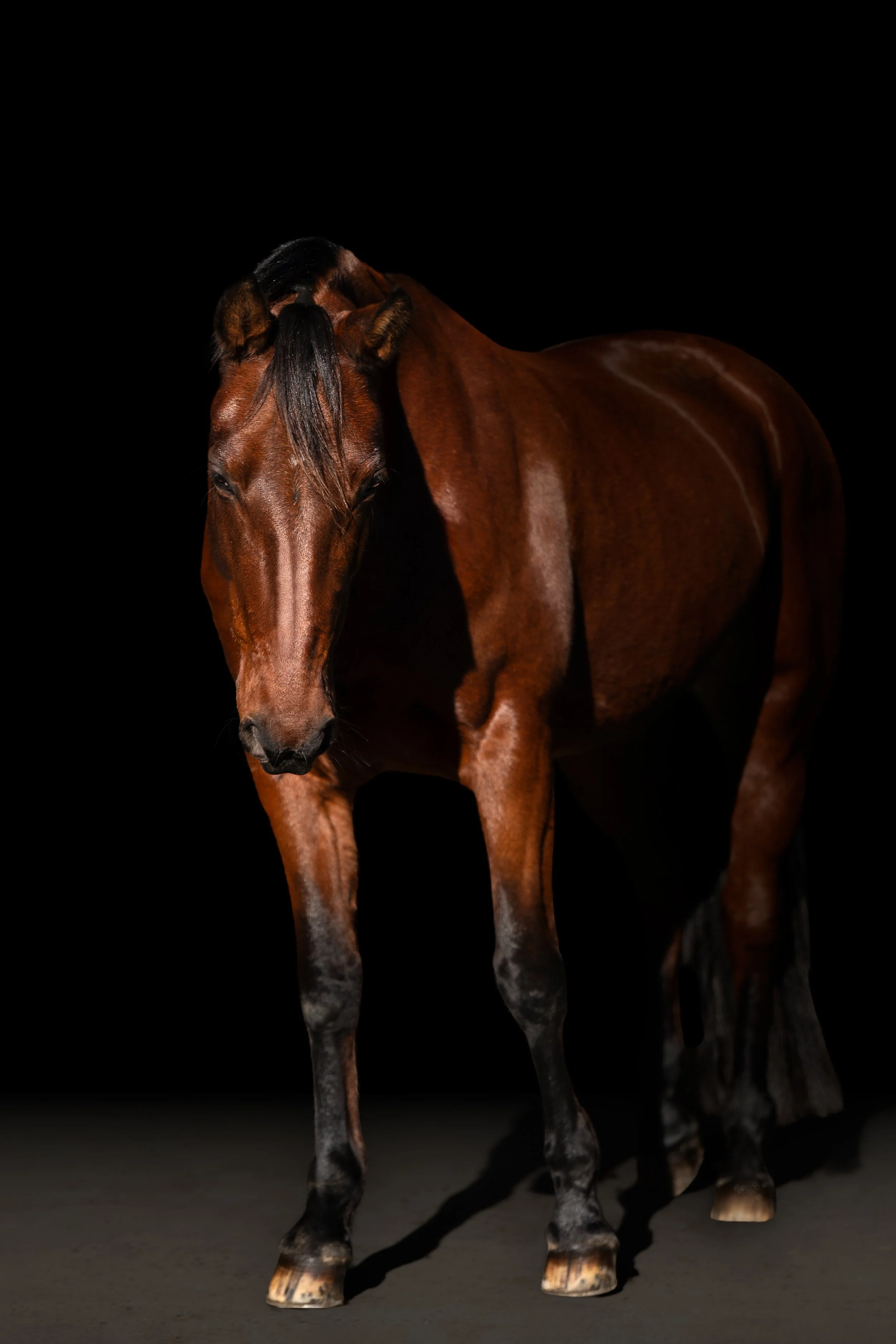 A brown horse with a black mane standing on a dark background. a healing horse from HEAL