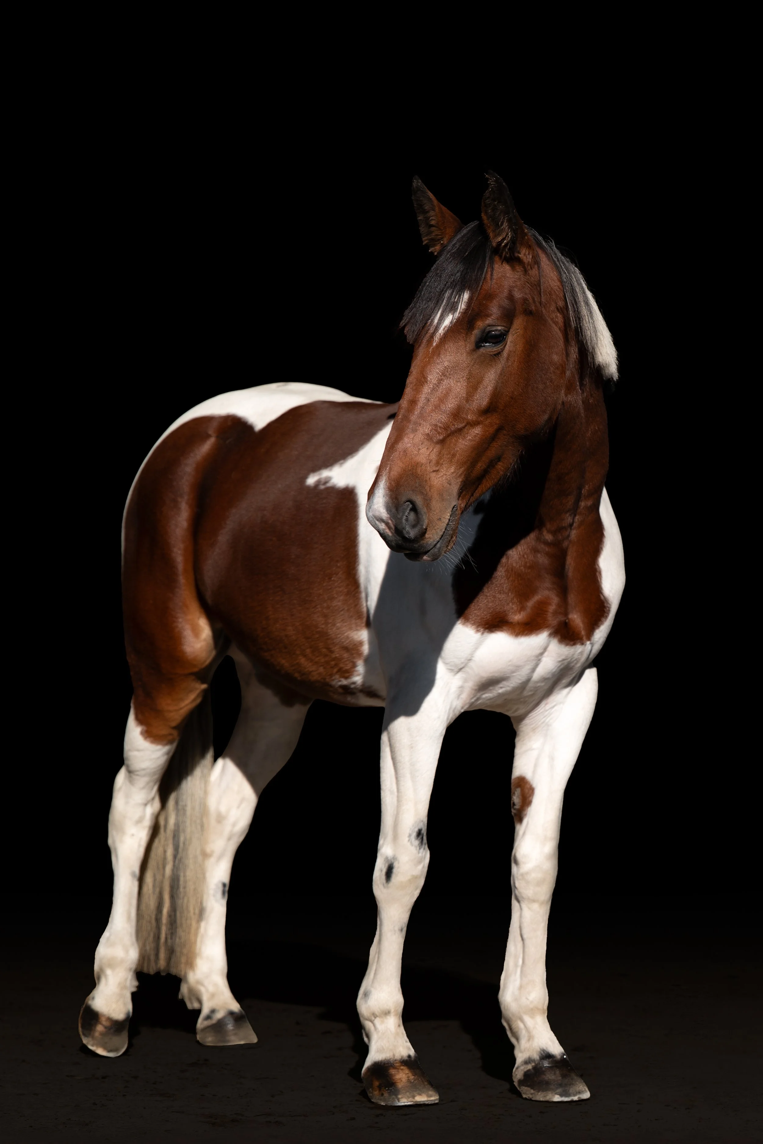 A brown and white pinto horse standing on a dark background. HEAL healing horses from new zealand