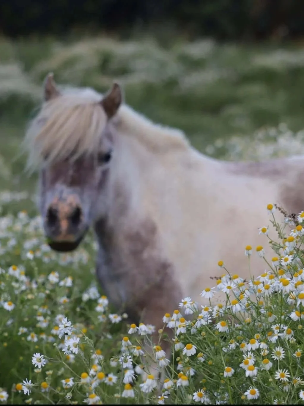 A white horse standing amidst daisies in a field with a blurred green background.