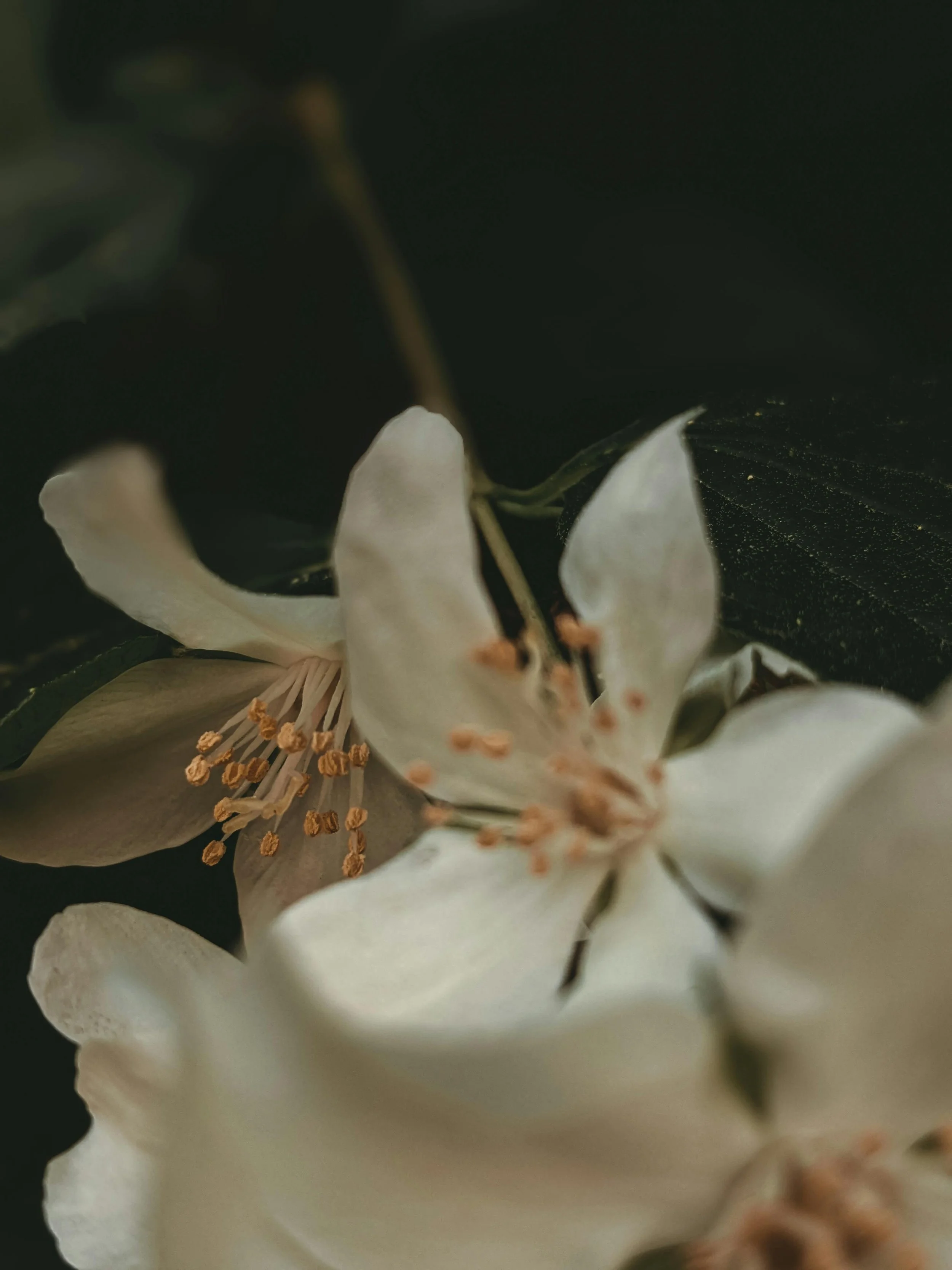 Flower with dark background