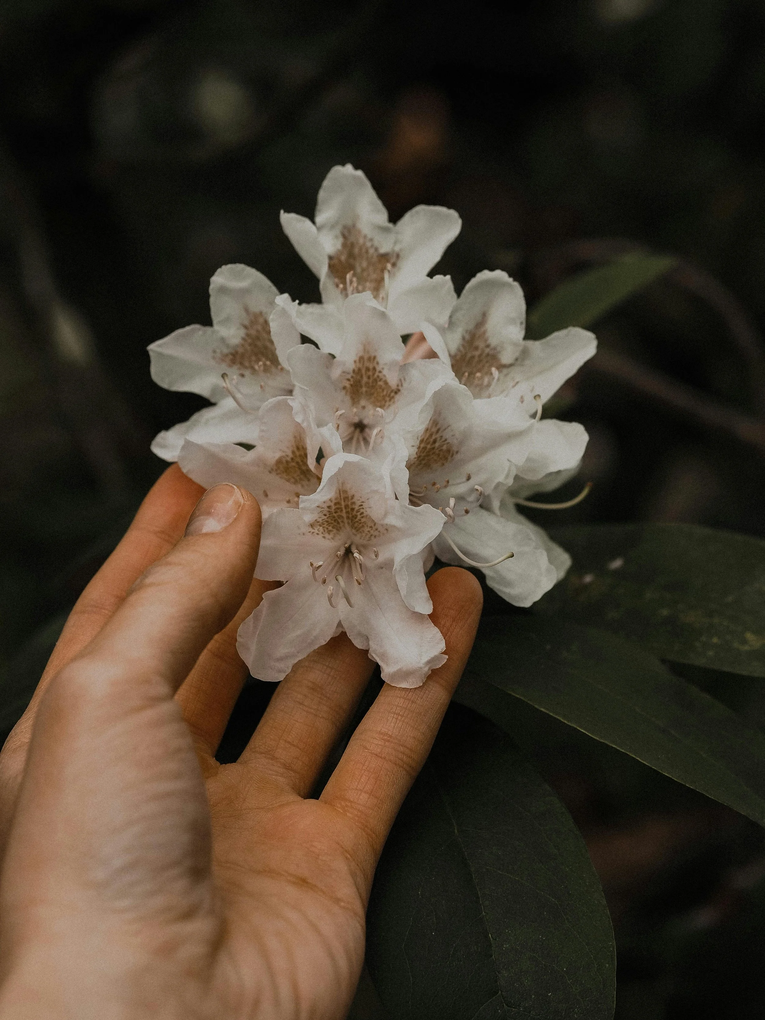 hand holding a flower