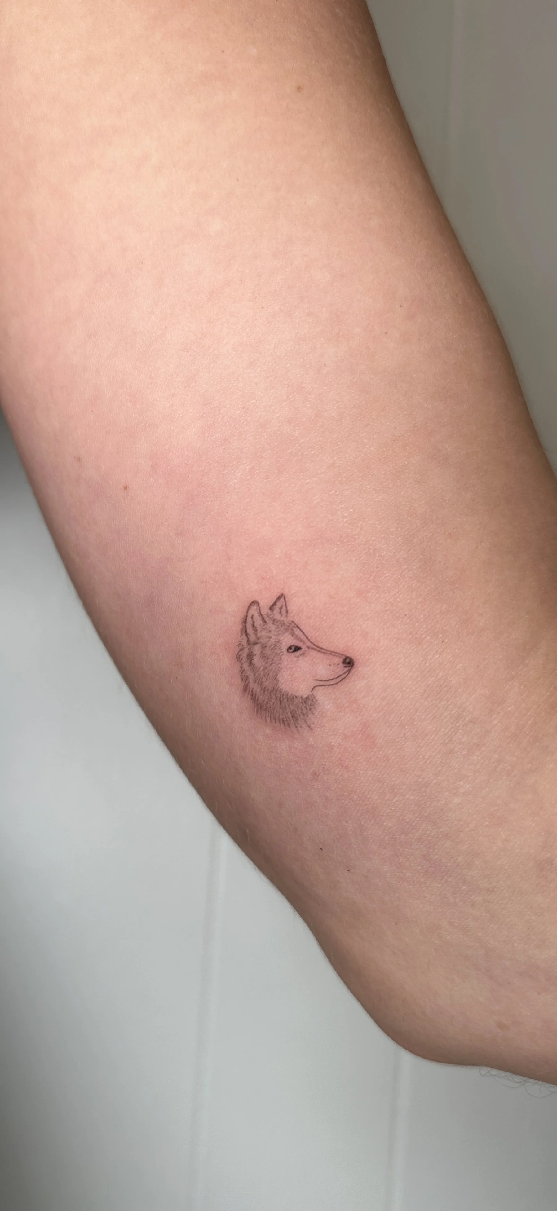 Micro wolf.jpg