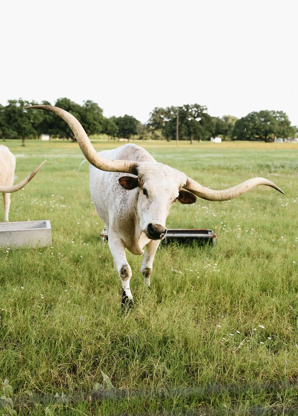 A white longhorn steer with large curved horns standing in a grassy field.