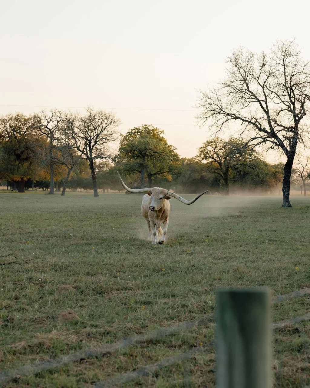 A longhorn steer running across a grassy field with trees and morning fog in the background at a wedding.