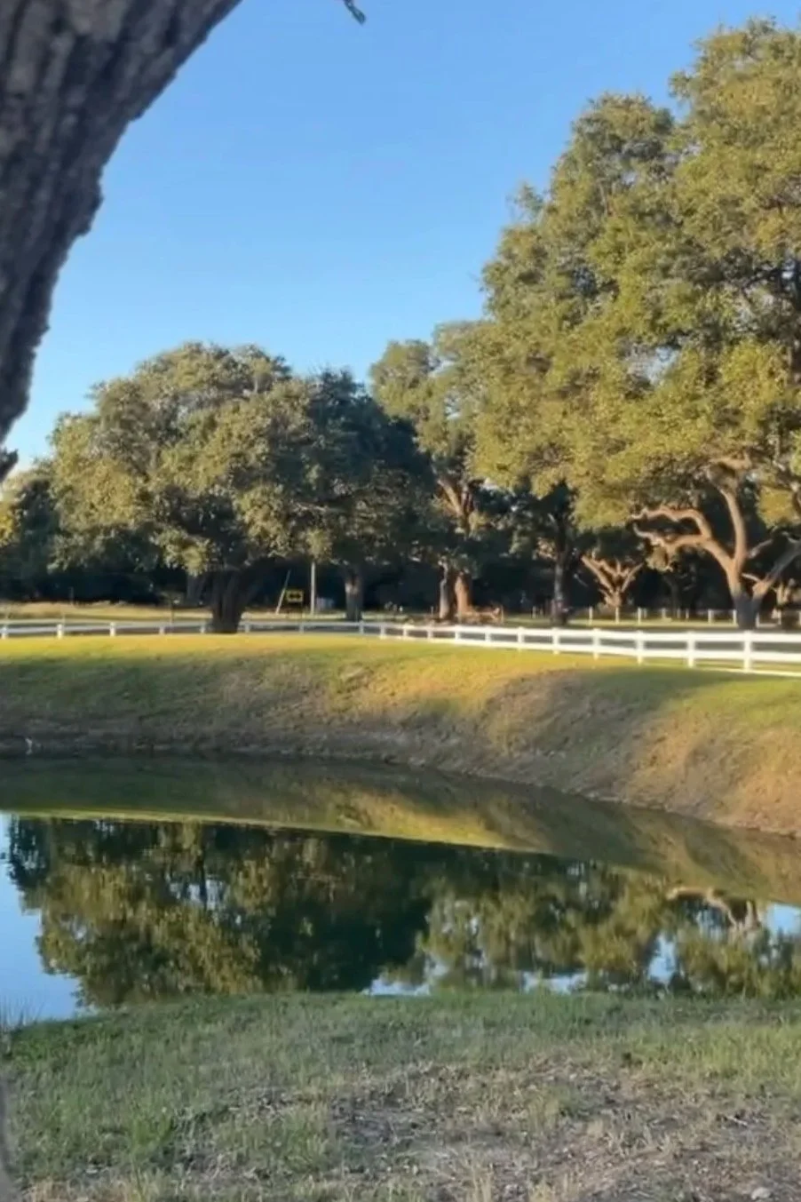 A peaceful park scene with a body of water reflecting the surrounding trees, green grass, and a white fence, during daytime with clear blue sky.