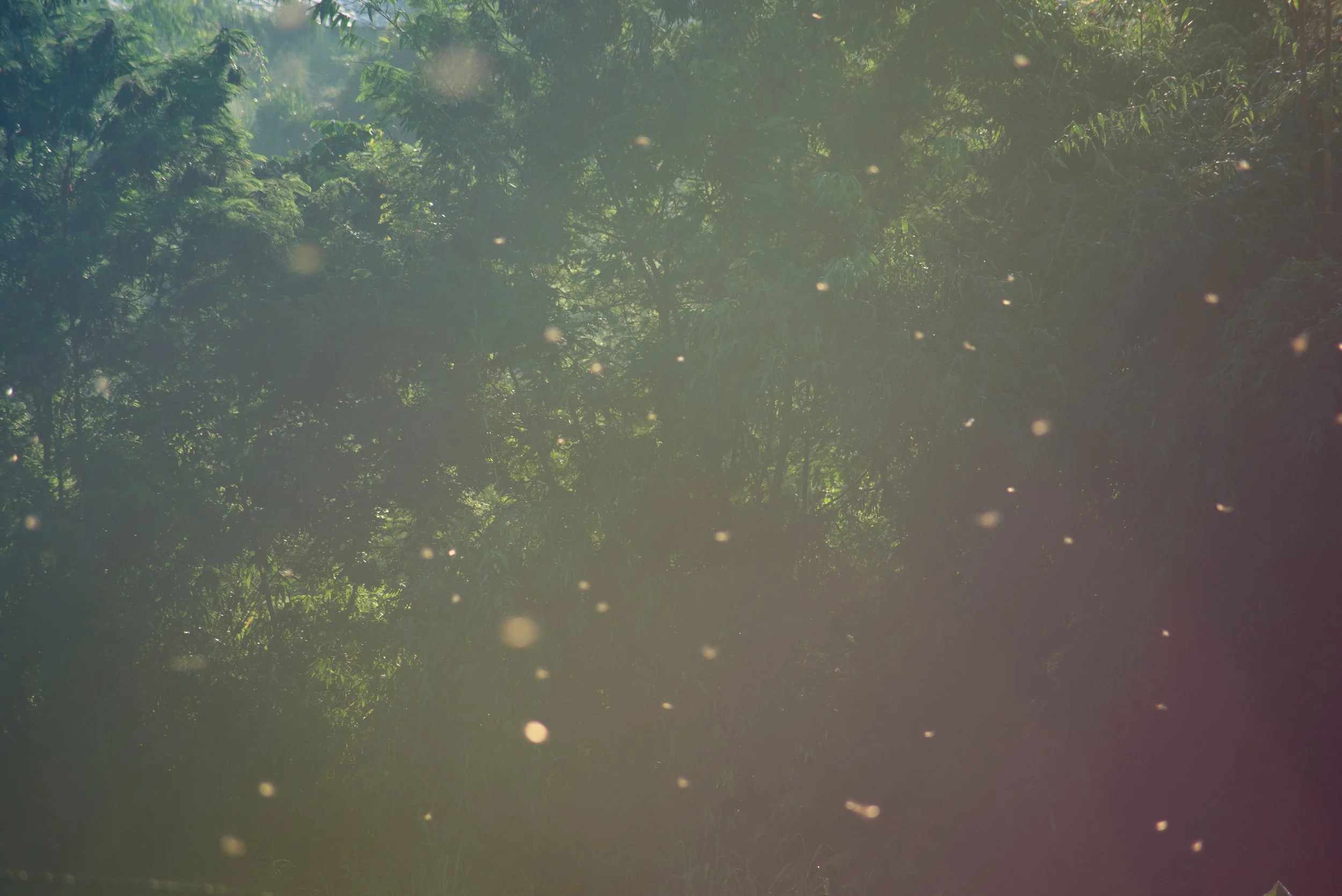Sunlight filtering through green trees in a lush forest, creating a peaceful atmosphere with small floating particles.