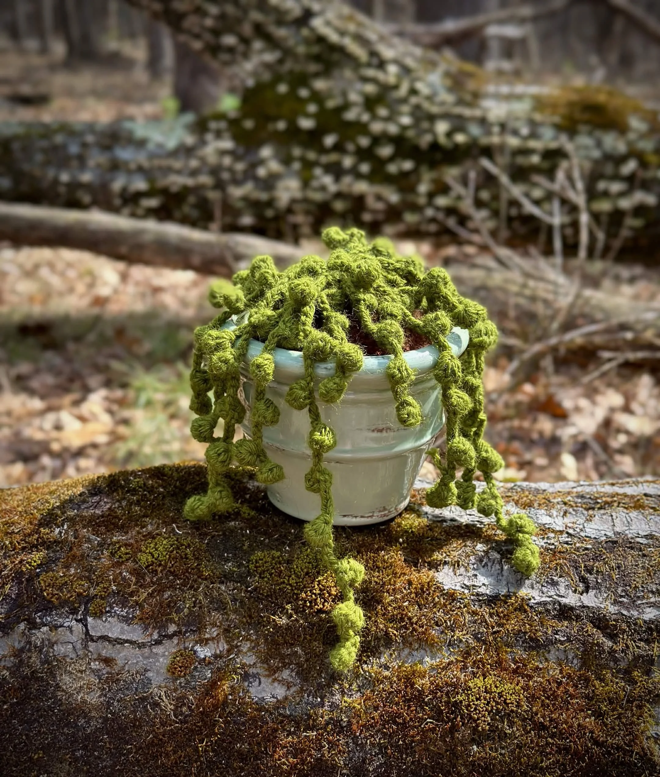 plants11.jpg