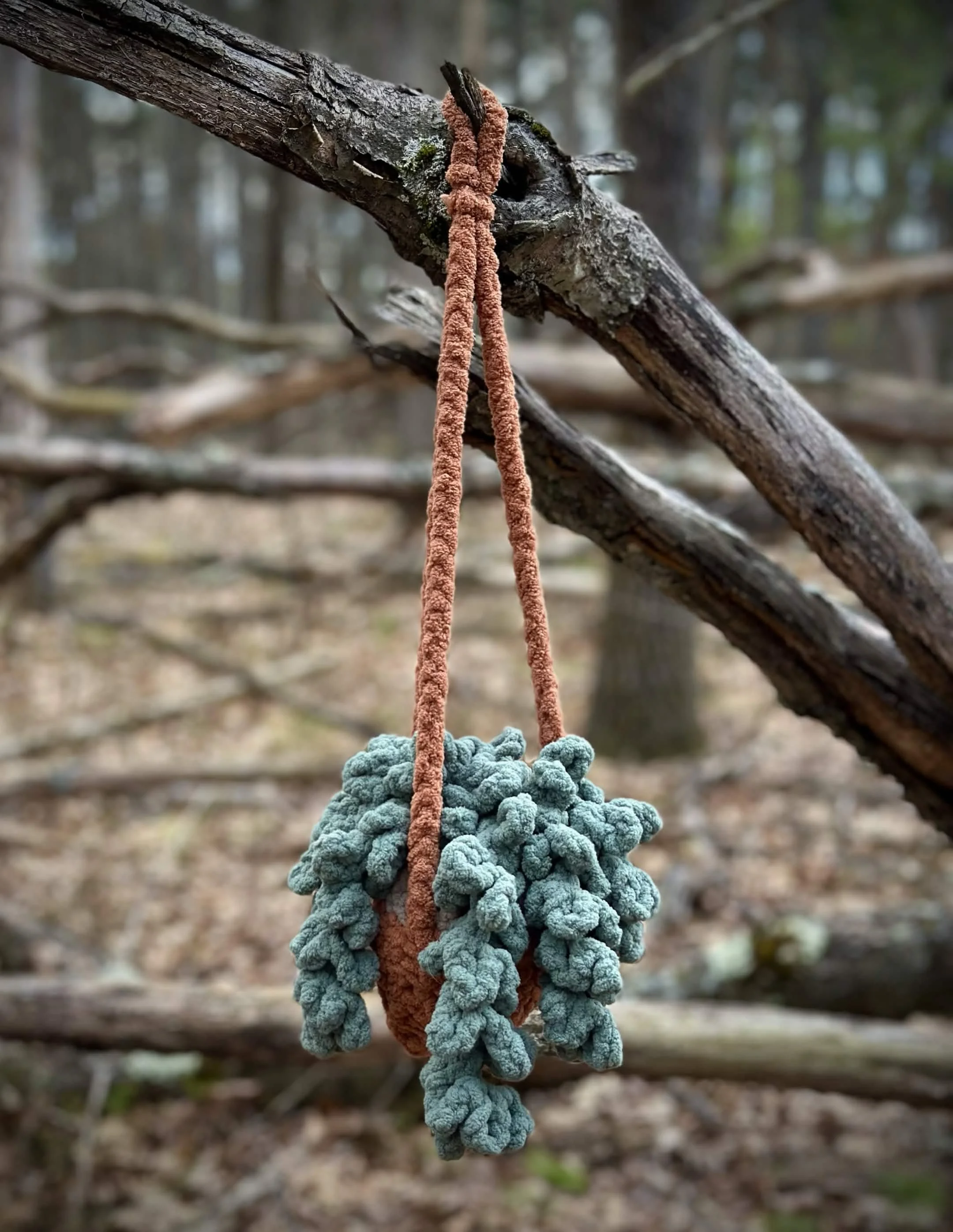 Burrow's Tail Hanging Plant