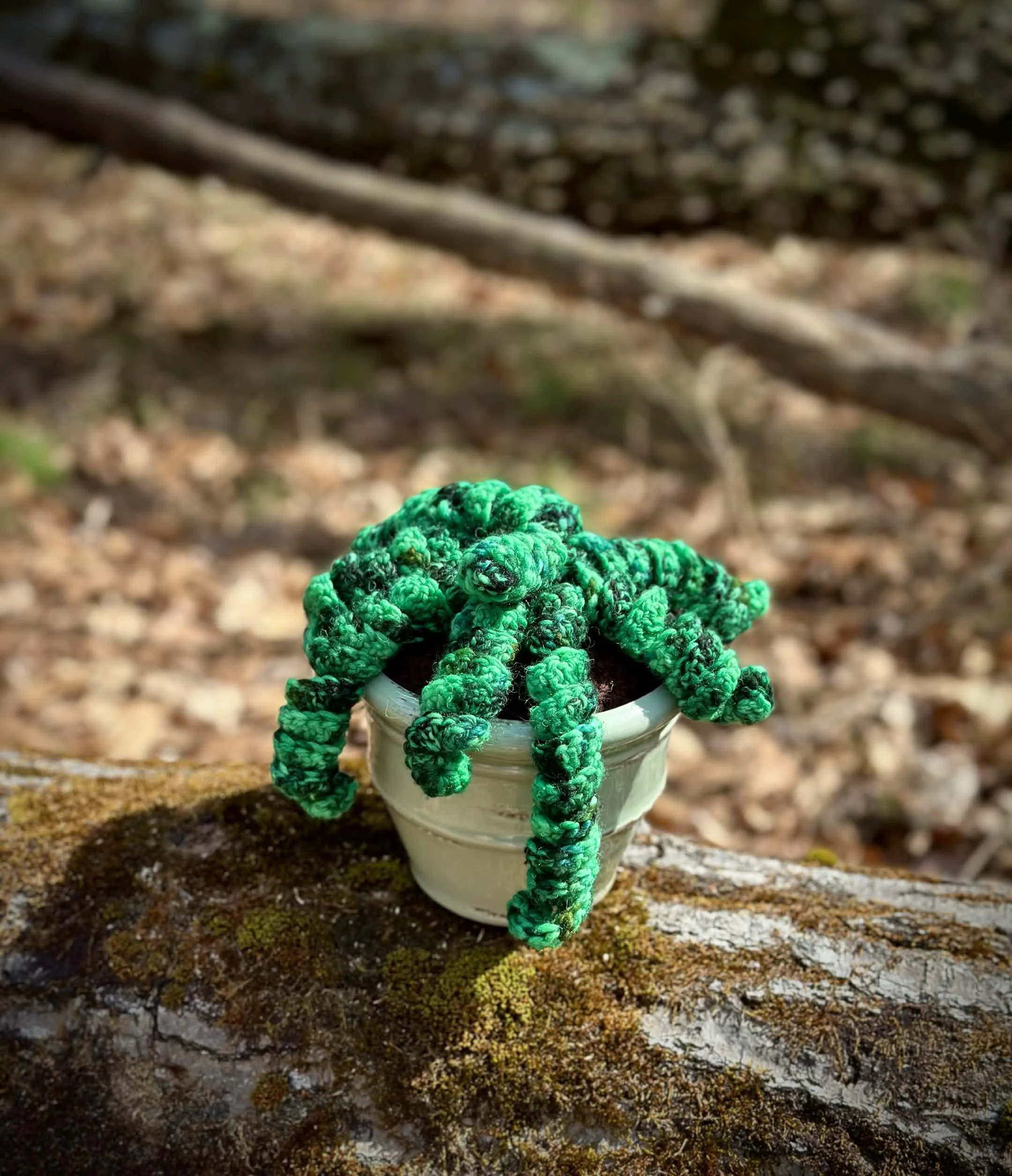 plants14.jpg