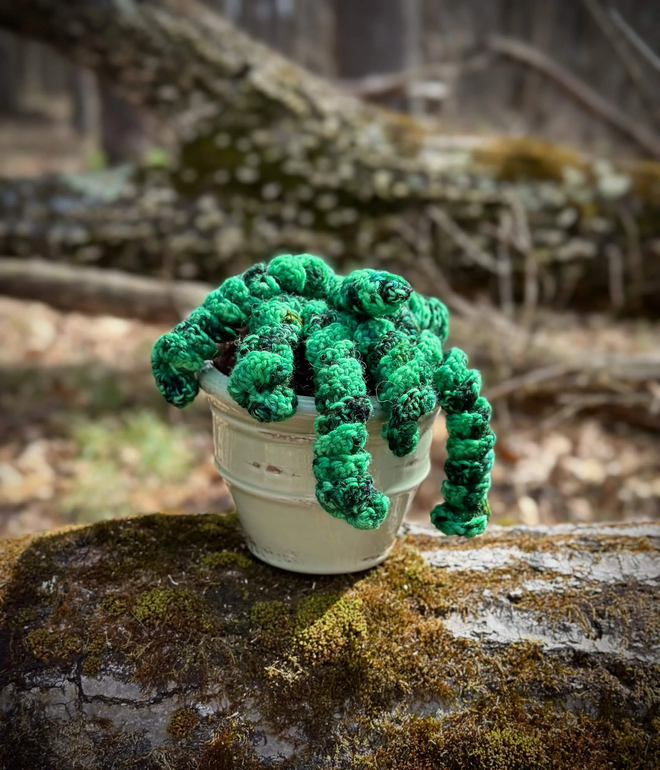 plants13.jpg