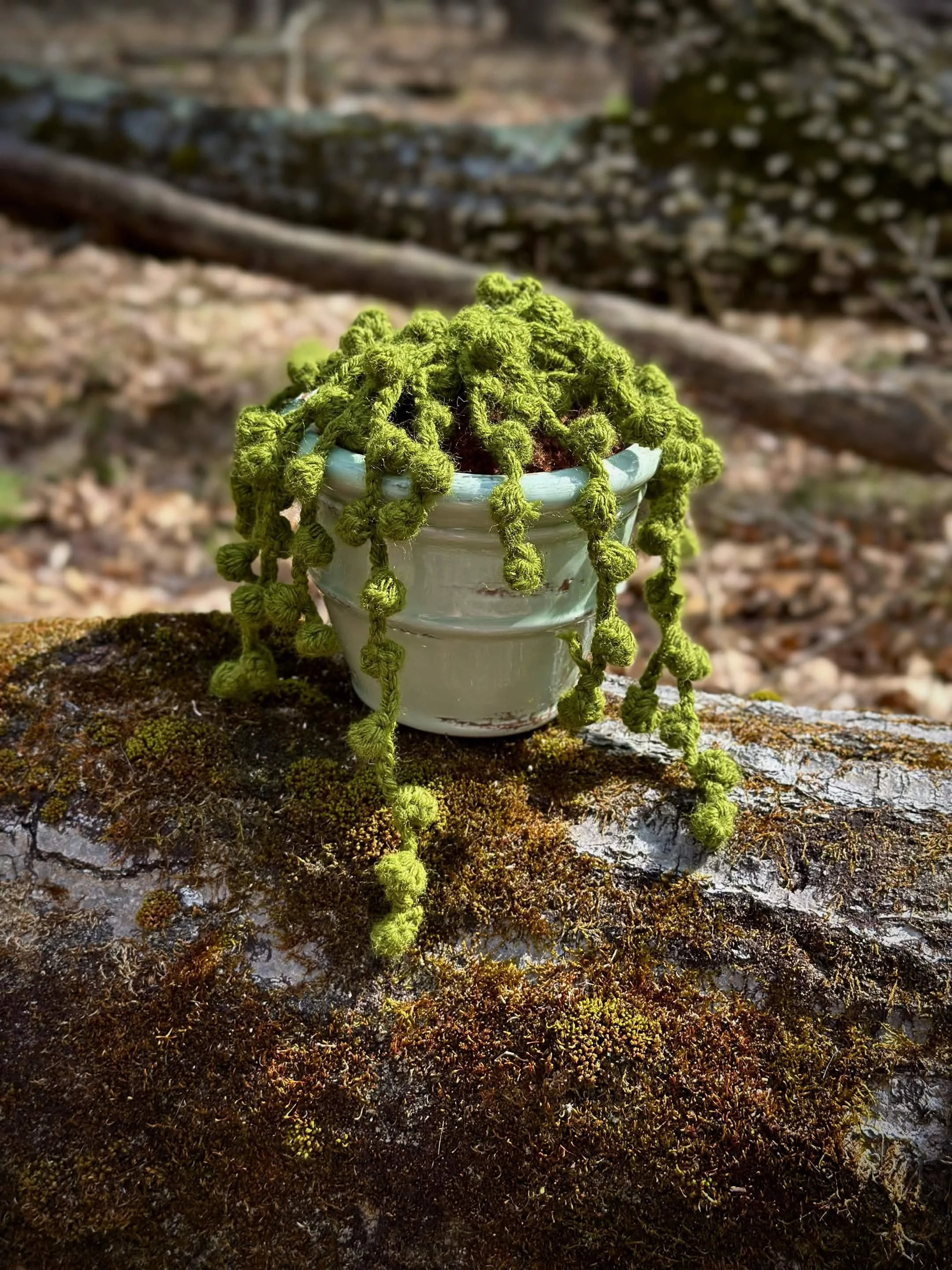 plants12.jpg