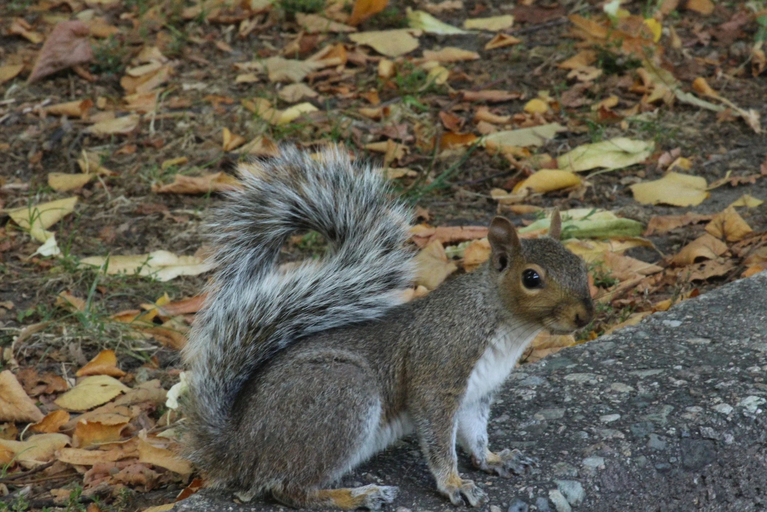 IMG_0981.JPG