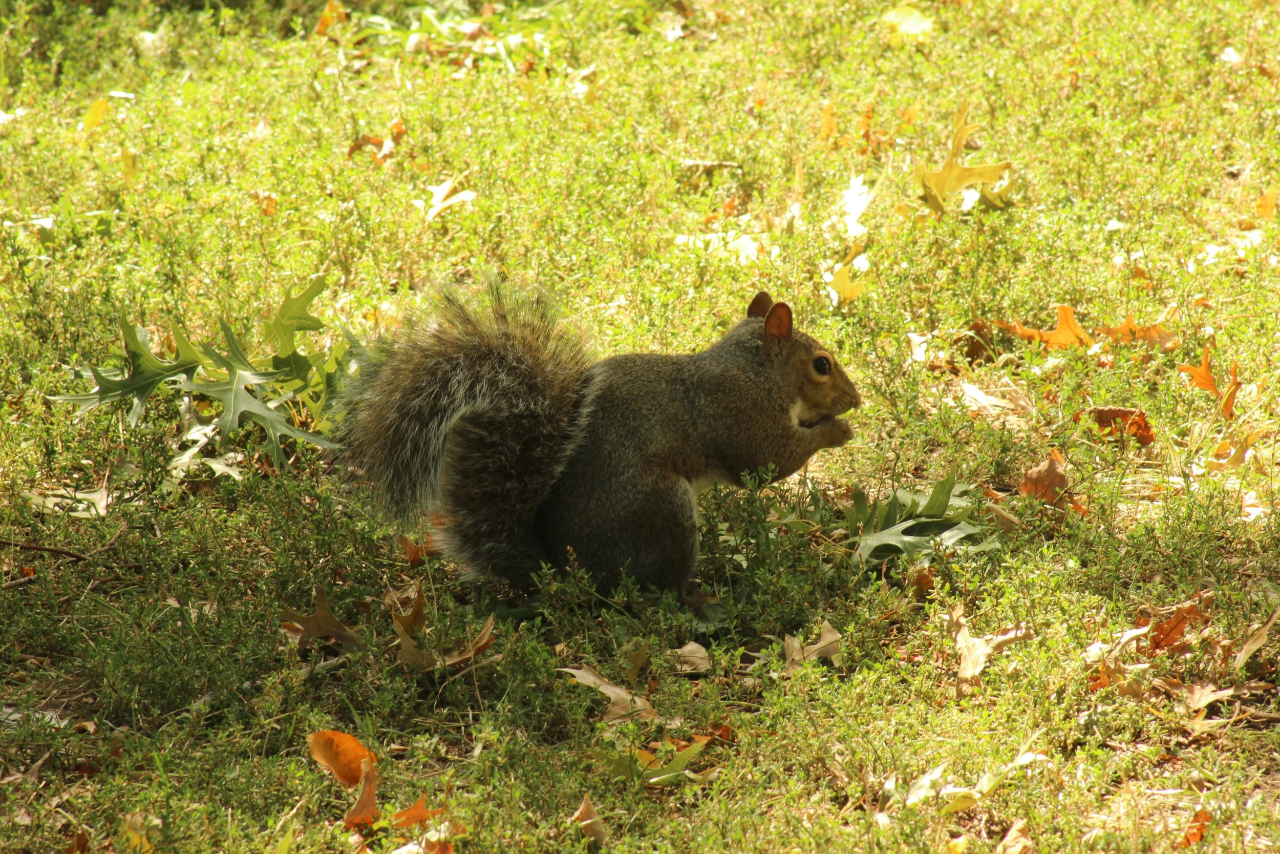 IMG_0735.JPG