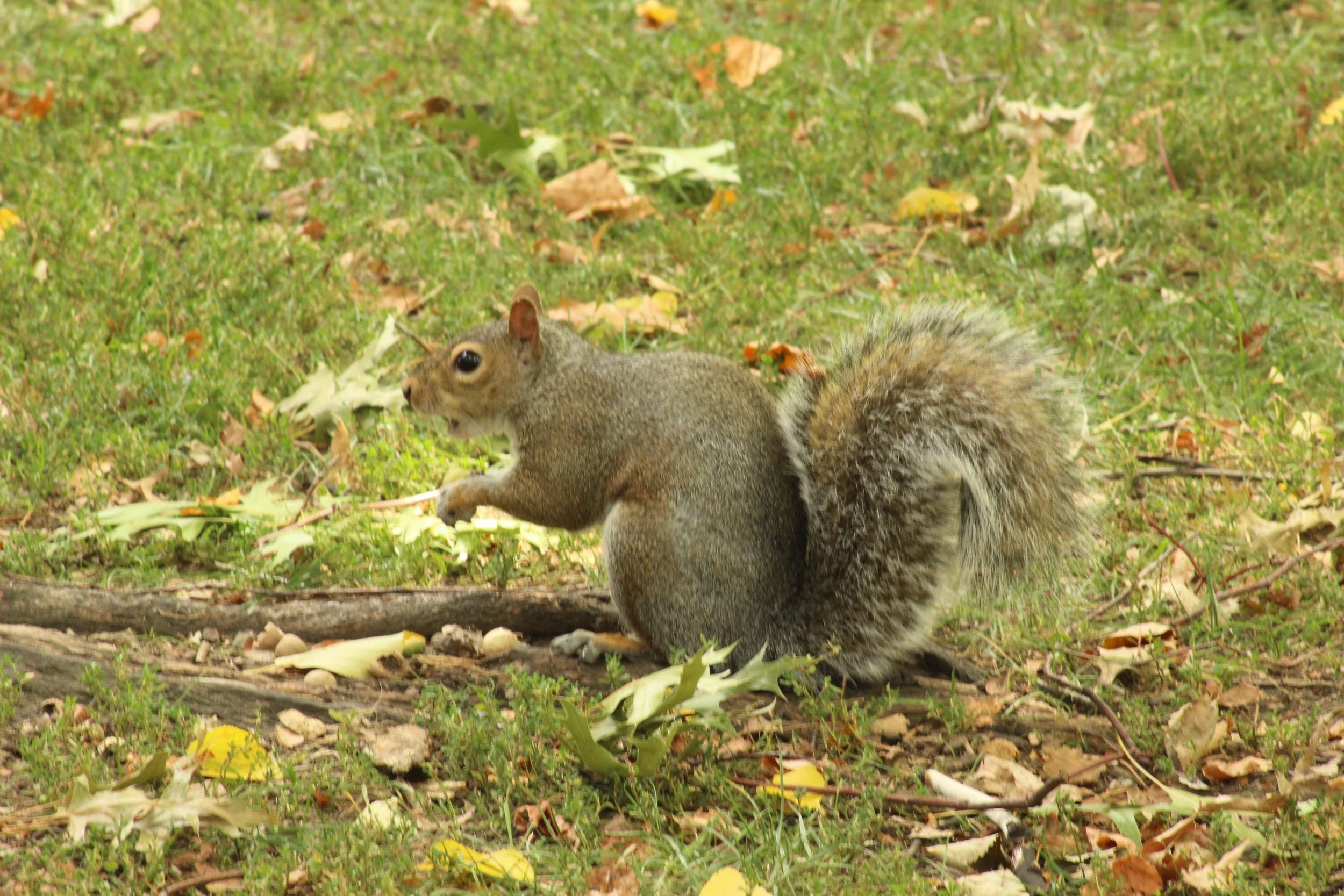 IMG_0799.JPG