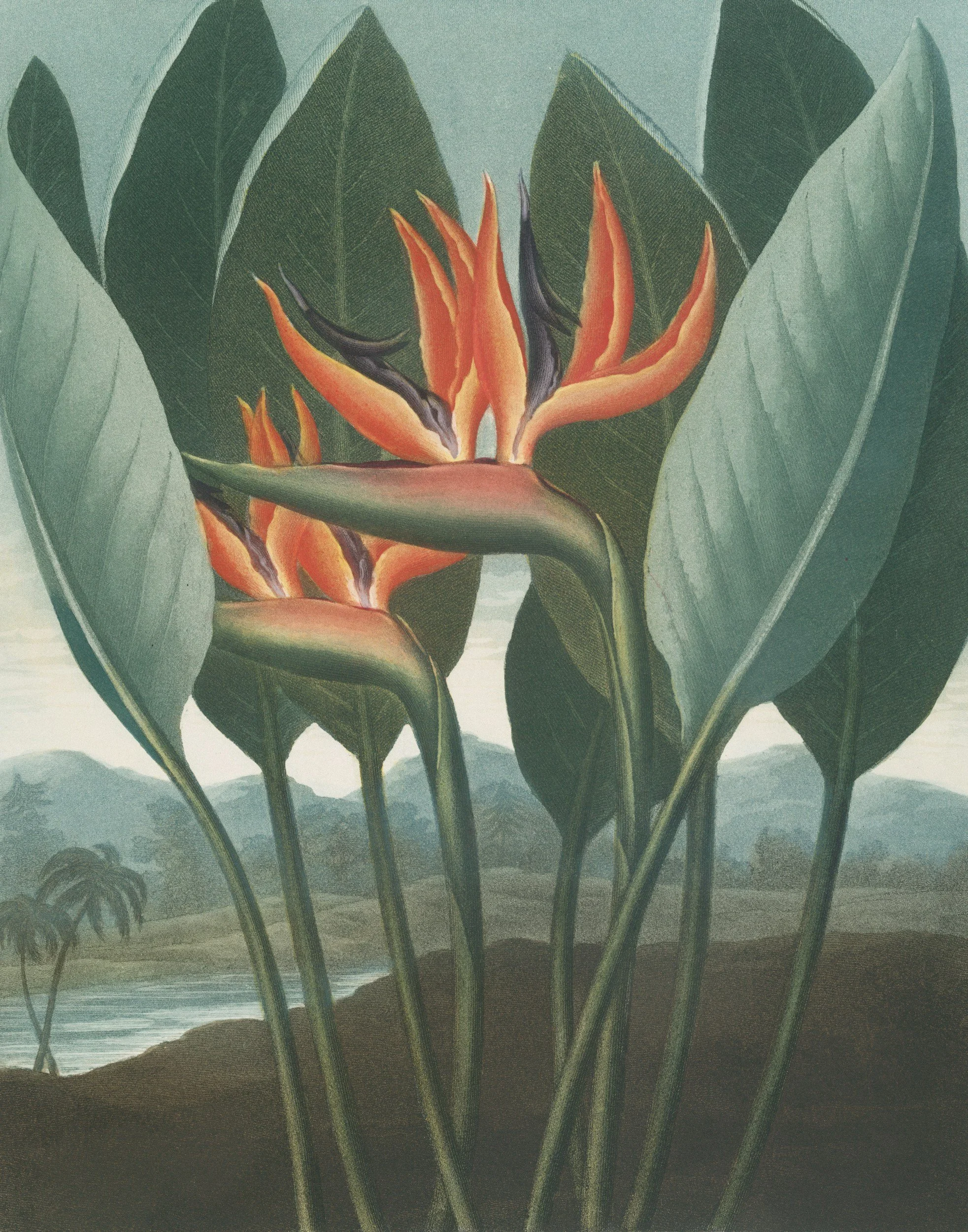 Painting of a tropical plant with long green leaves and orange flowers, set against a distant landscape with mountains and sky.