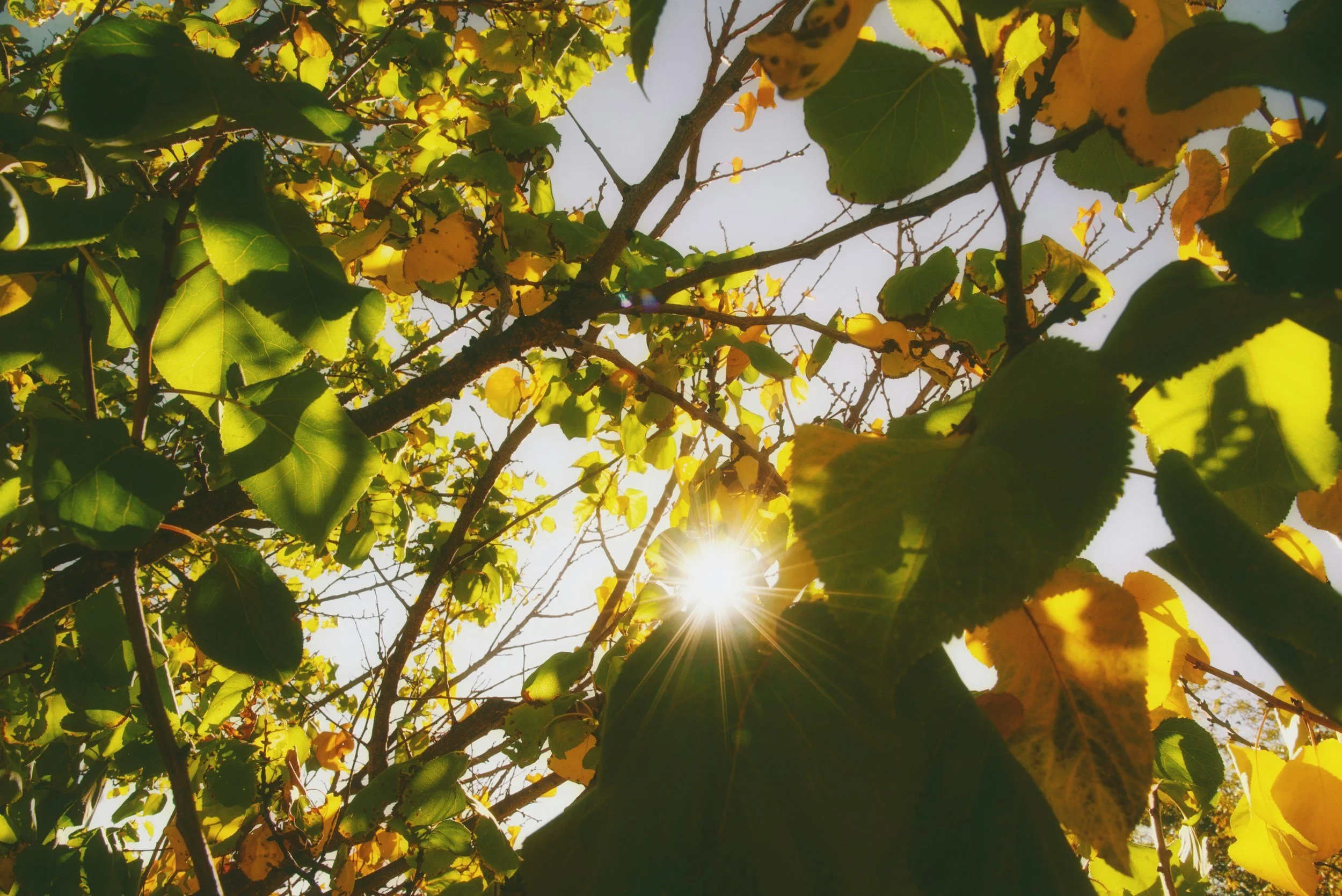 Sunlight shining through green and yellow leaves on a tree branch against a clear sky.