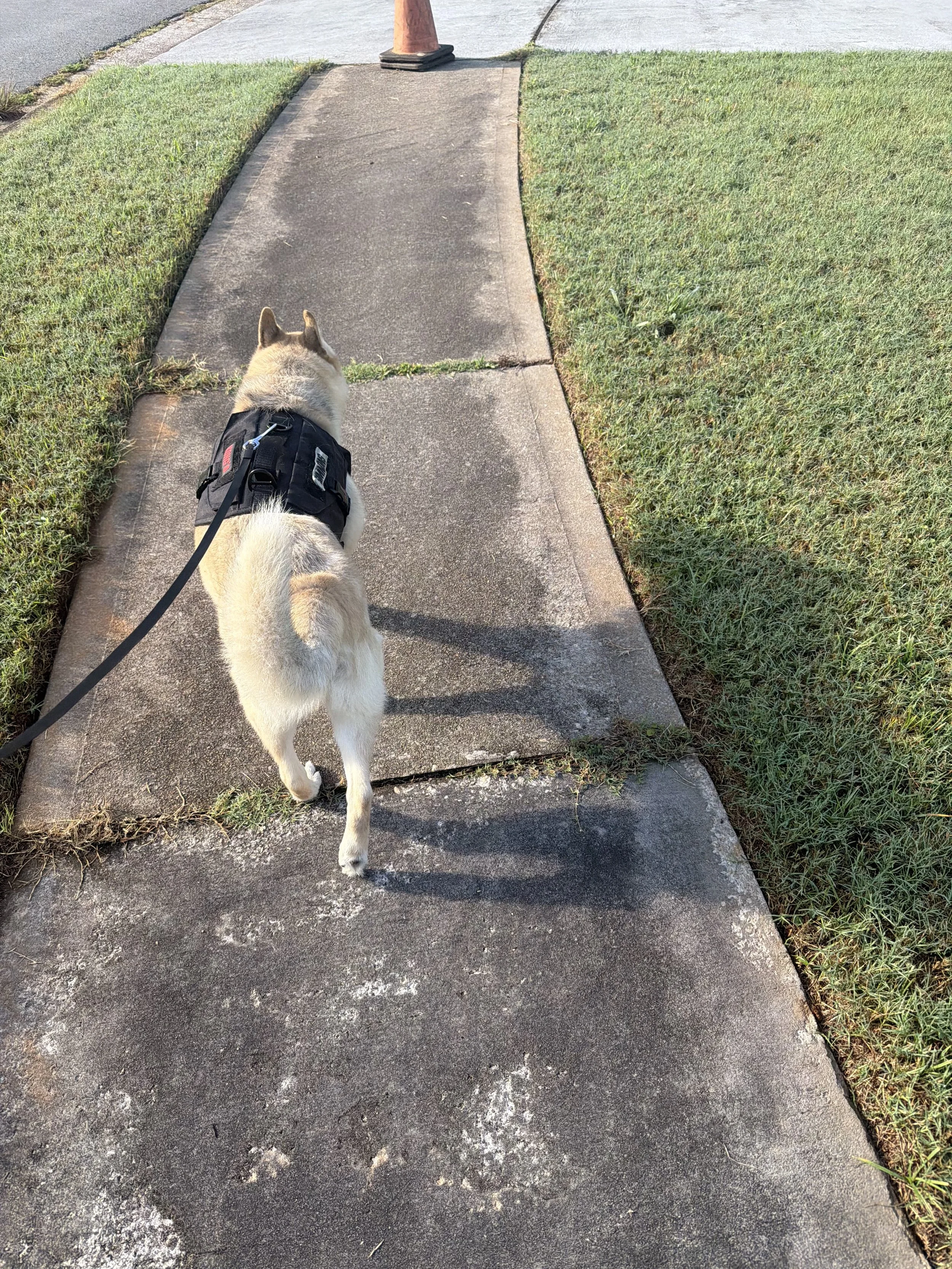 A dog on a leash walking on a sidewalk, with grass on either side and a traffic cone in the background.