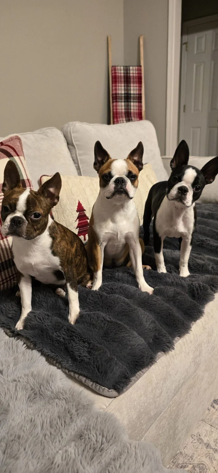 Three Boston Terriers relaxing together on the couch at Nine Acres.