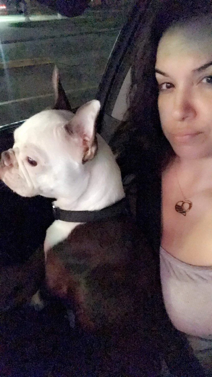 Woman and her Boston Terrier riding together in the car.