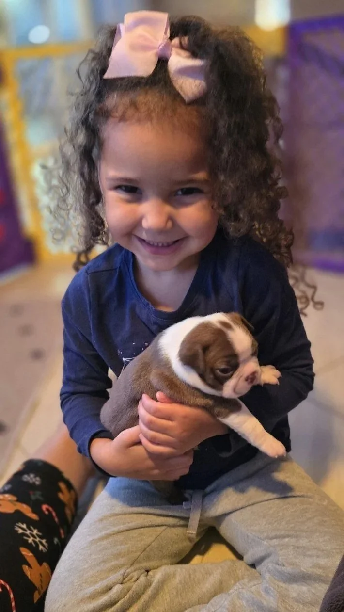 Young girl smiling while holding a Boston Terrier puppy in her arms.