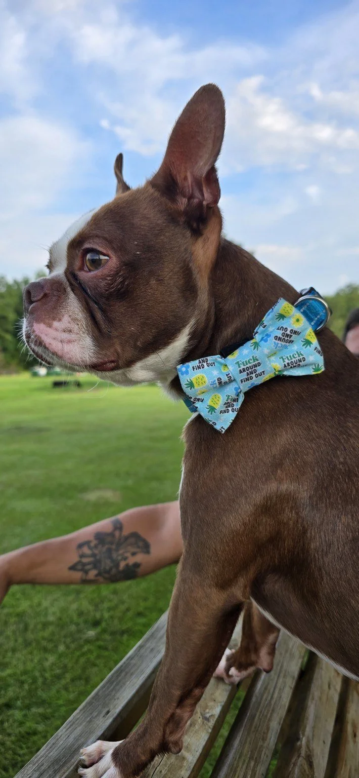 Maximus, a brown and white Boston Terrier sitting outdoors on a wooden railing wearing a bow tie.