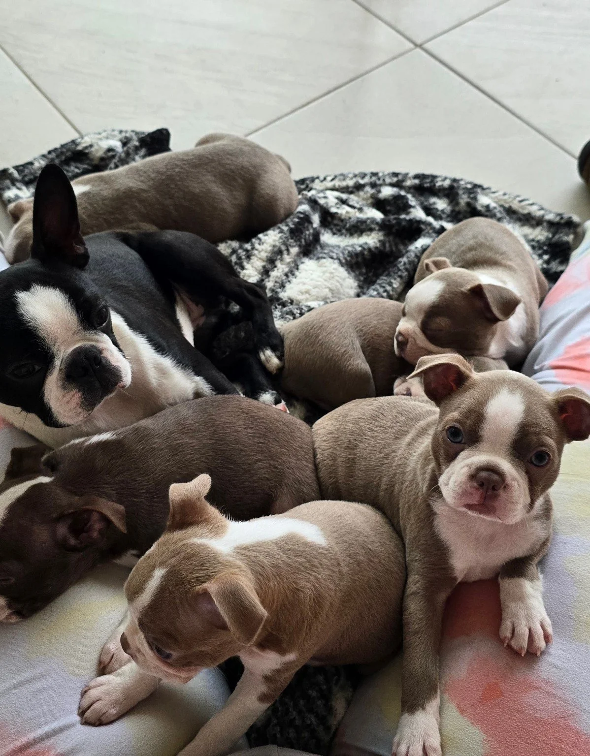 Boston Terrier puppies resting together in their puppy area at Nine Acres.