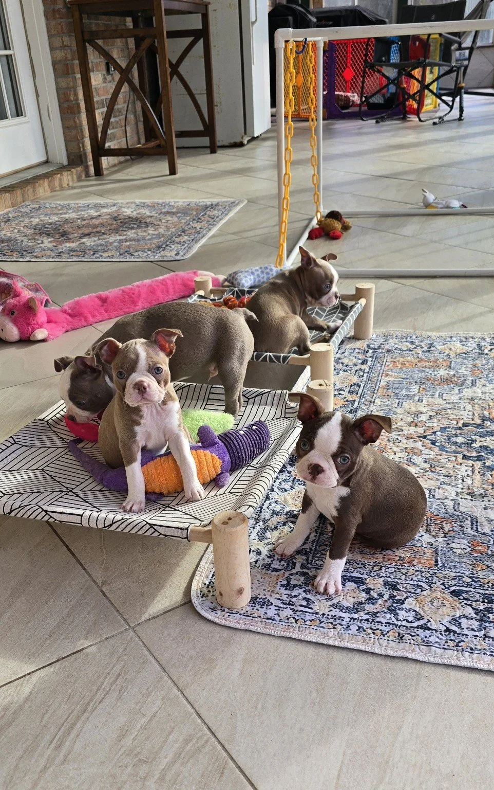 Several Boston Terrier puppies relaxing together in their puppy area at Nine Acres.