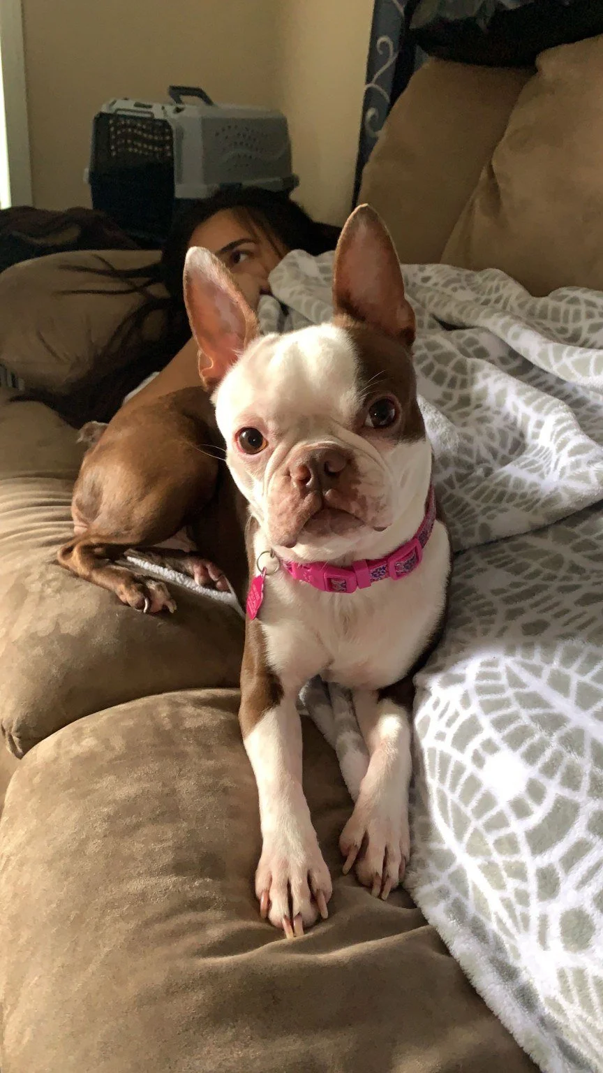 Boston Terrier relaxing on the couch with family and another dog.