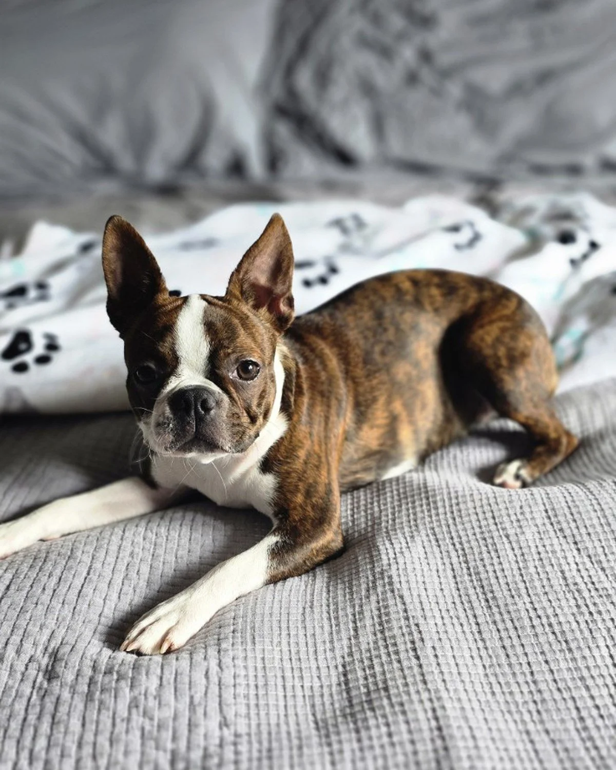Monroe Camille, a small brindle and white Boston Terrier relaxing on a gray quilted bedspread.