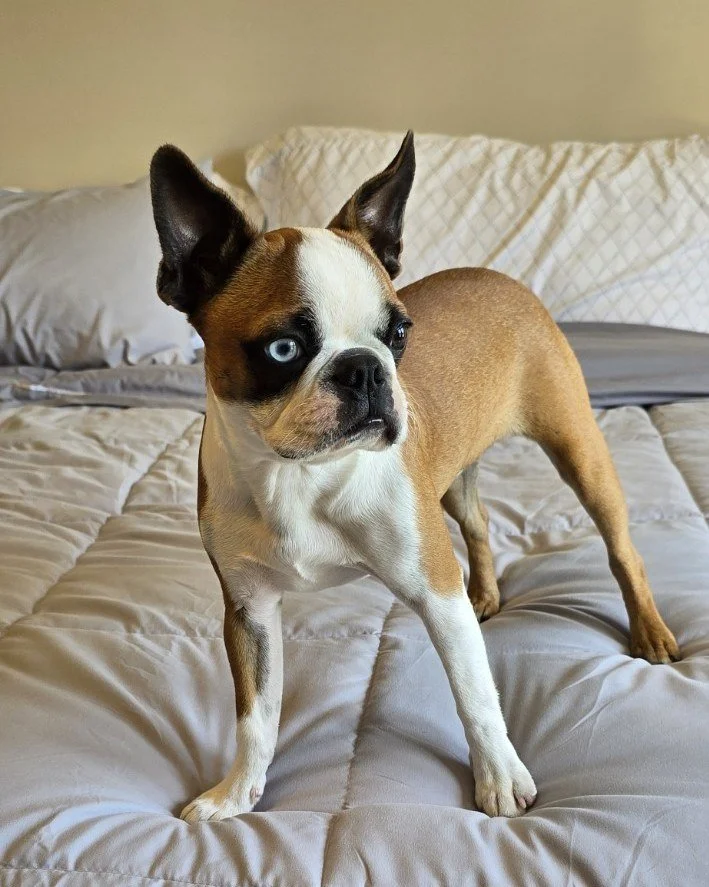 Memphis Grace, a Boston Terrier with one blue eye relaxing on a bed.