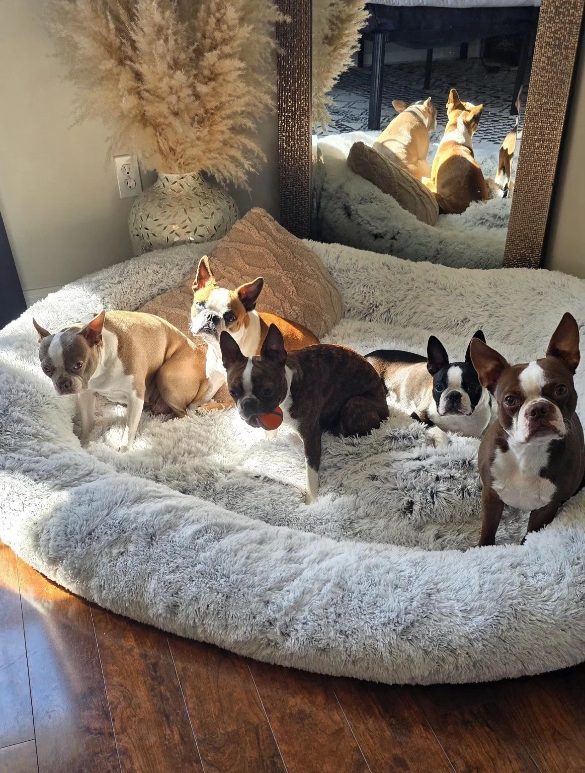 Six Boston Terriers relaxing together on a large dog bed inside the Nine Acres home.